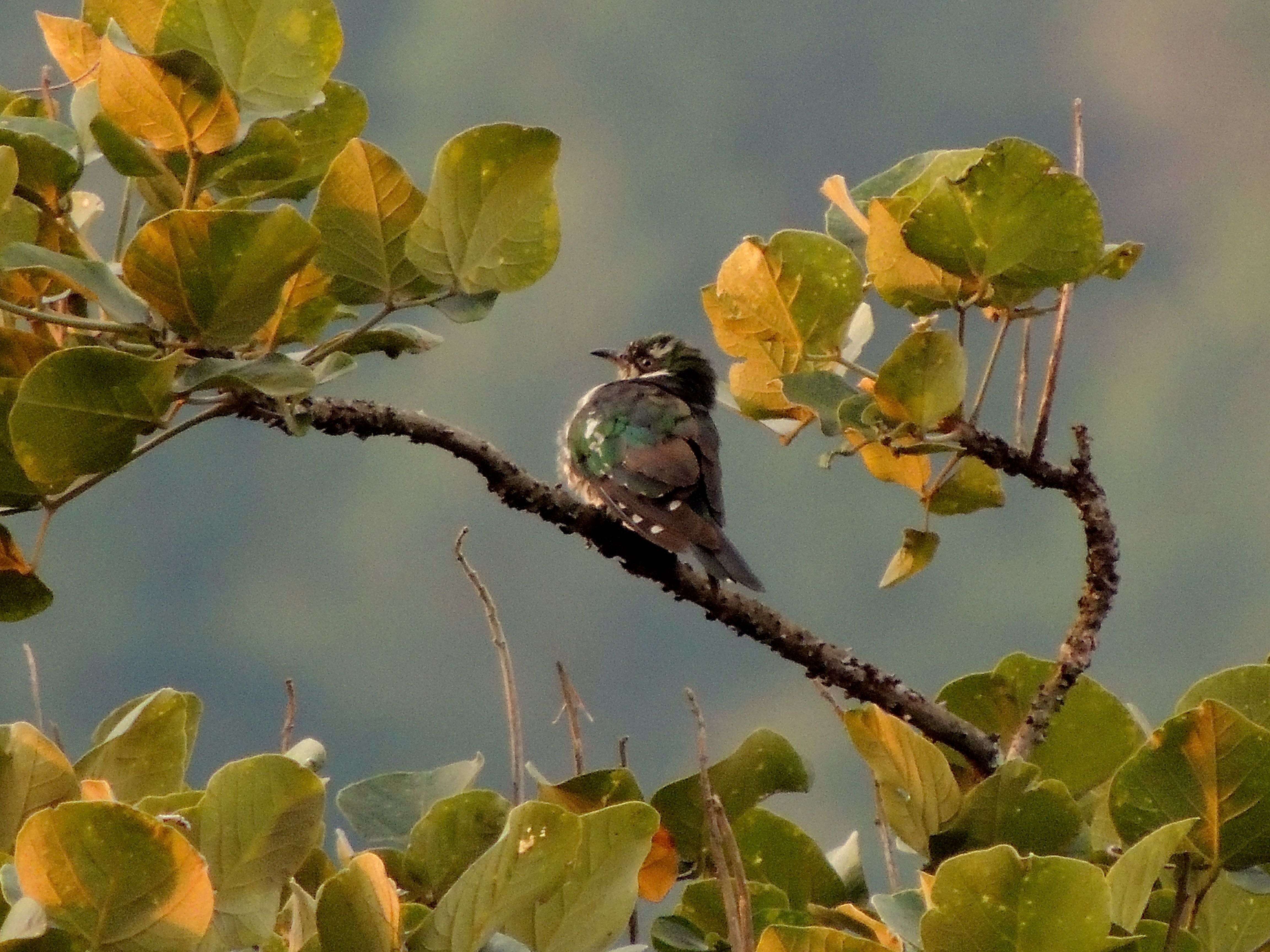 Diedrick's Cuckoo