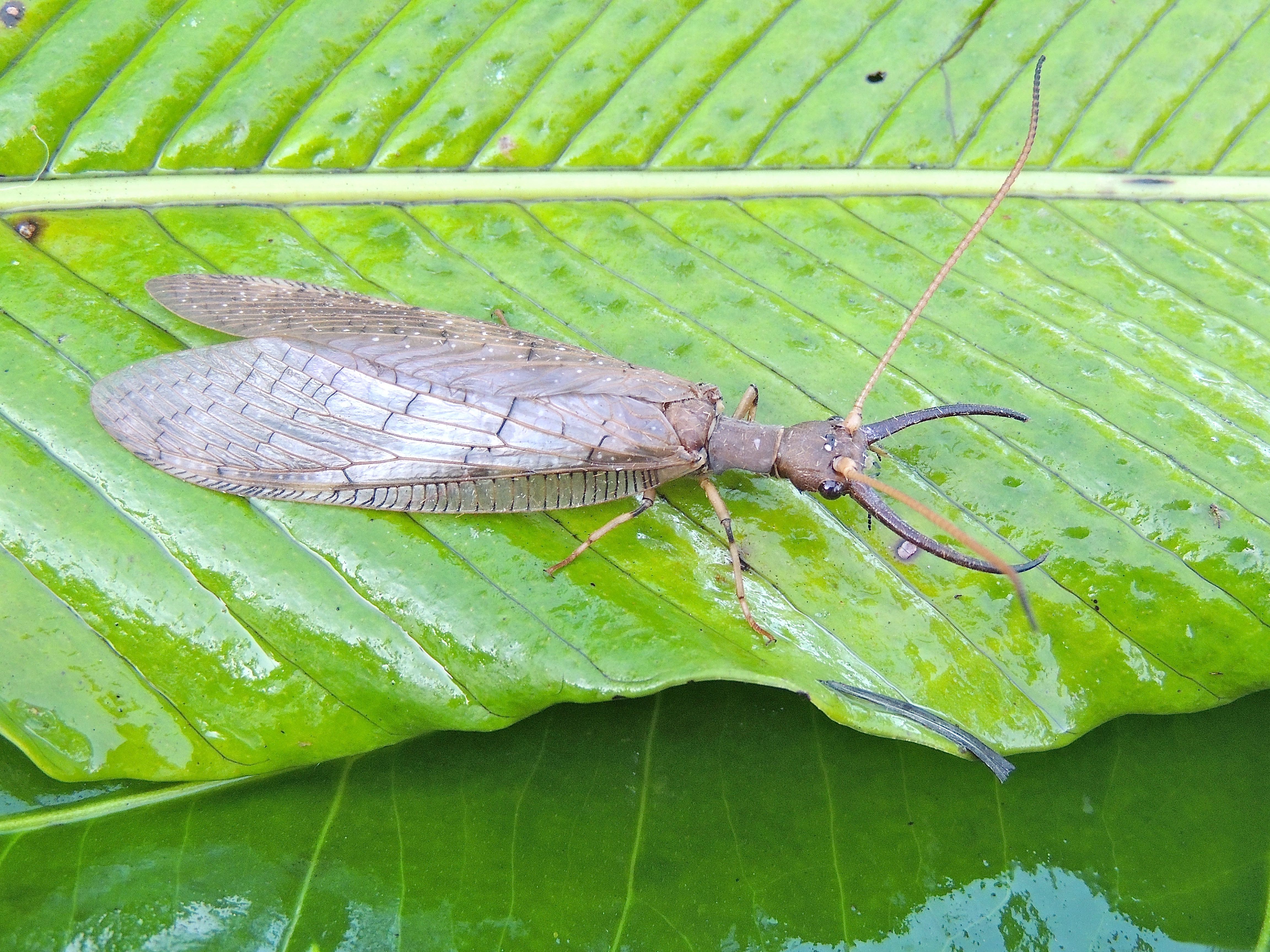 Dobsonfly