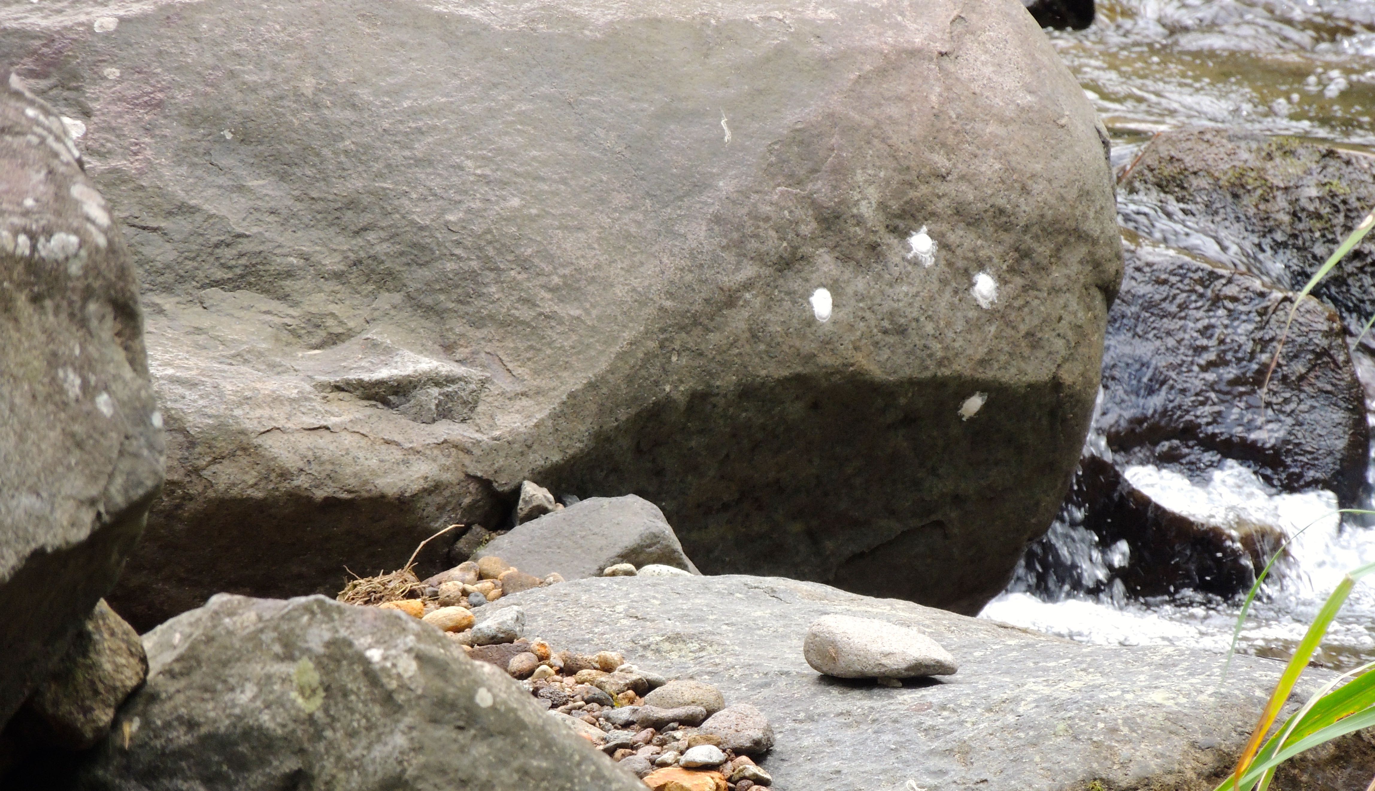 Dobsonfly Eggs