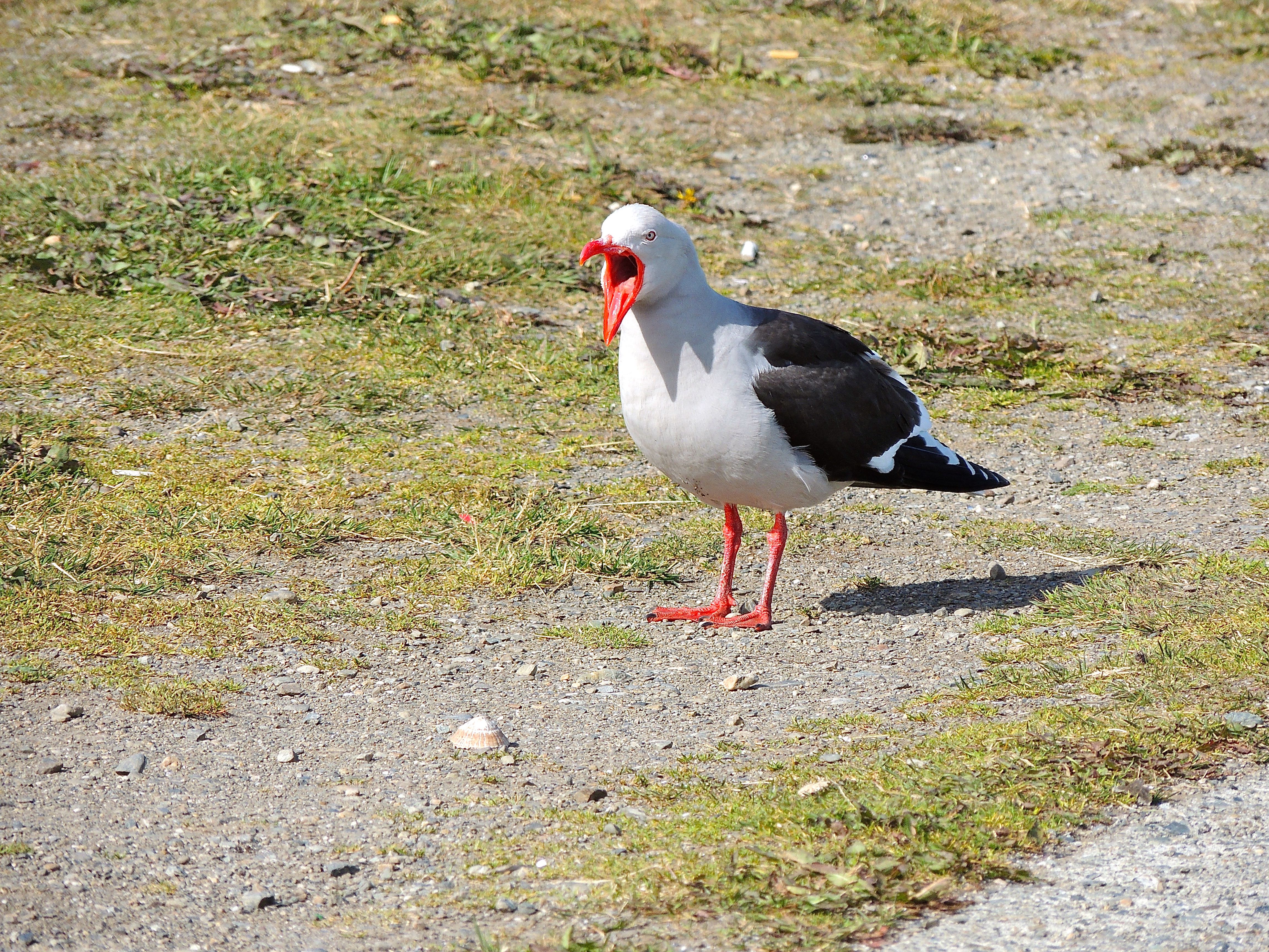 Dolphin Gull