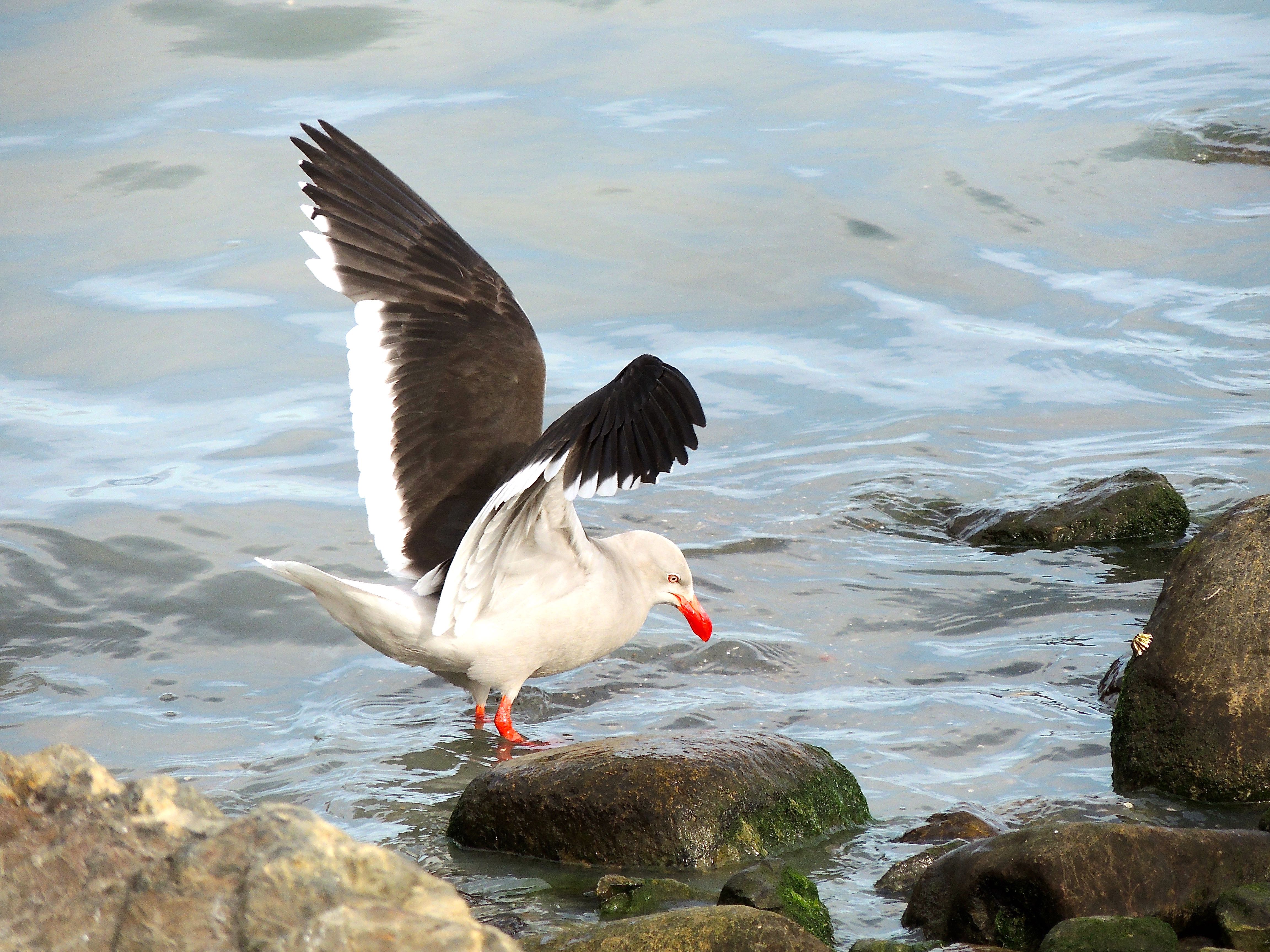 Dolphin Gull