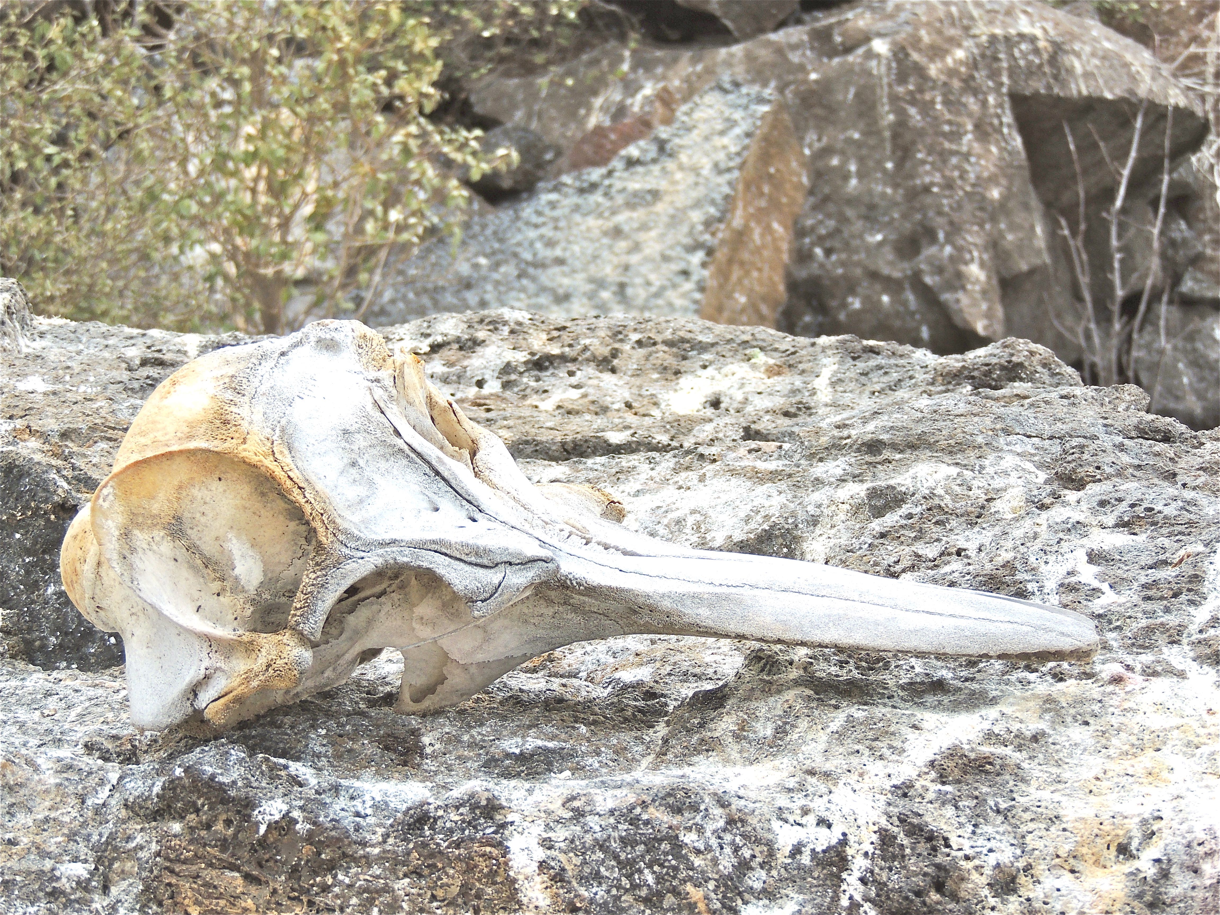 Dolphin Skull