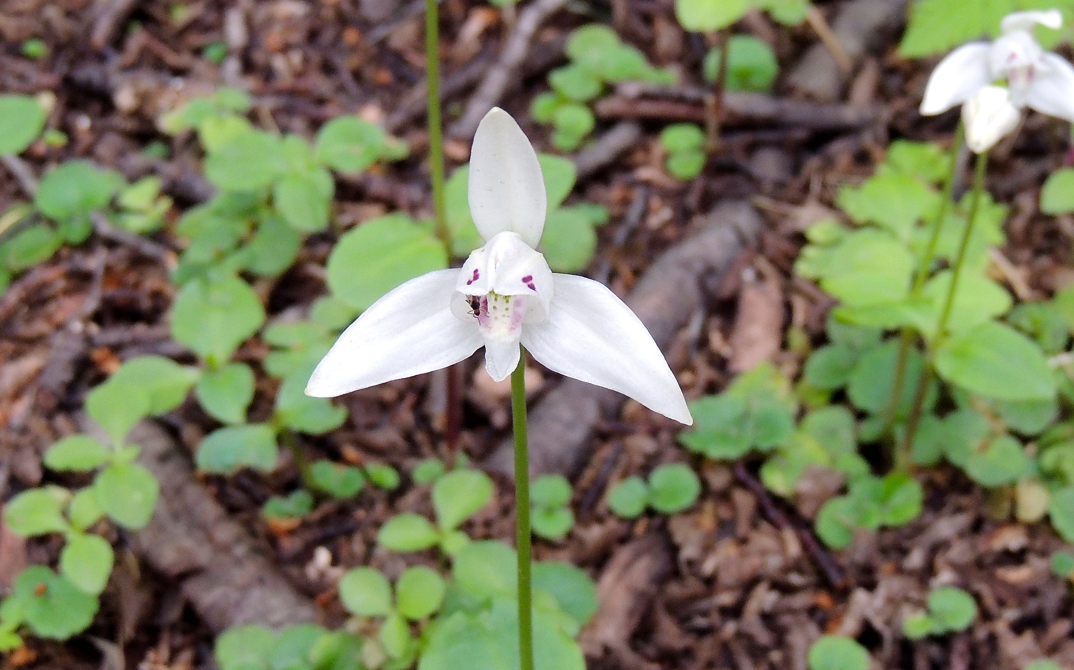 Dog Orchid