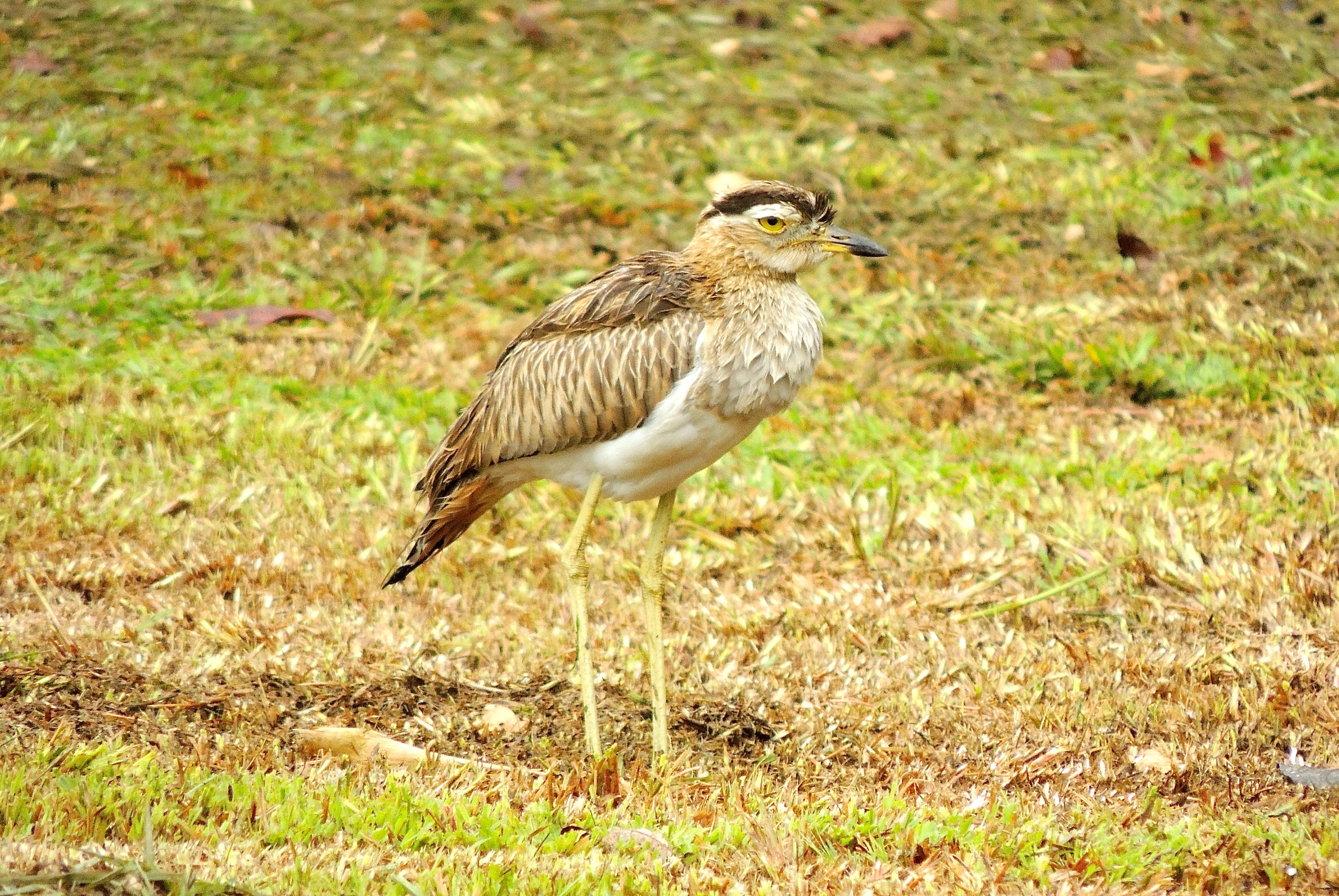 Double-striped Thick-knee