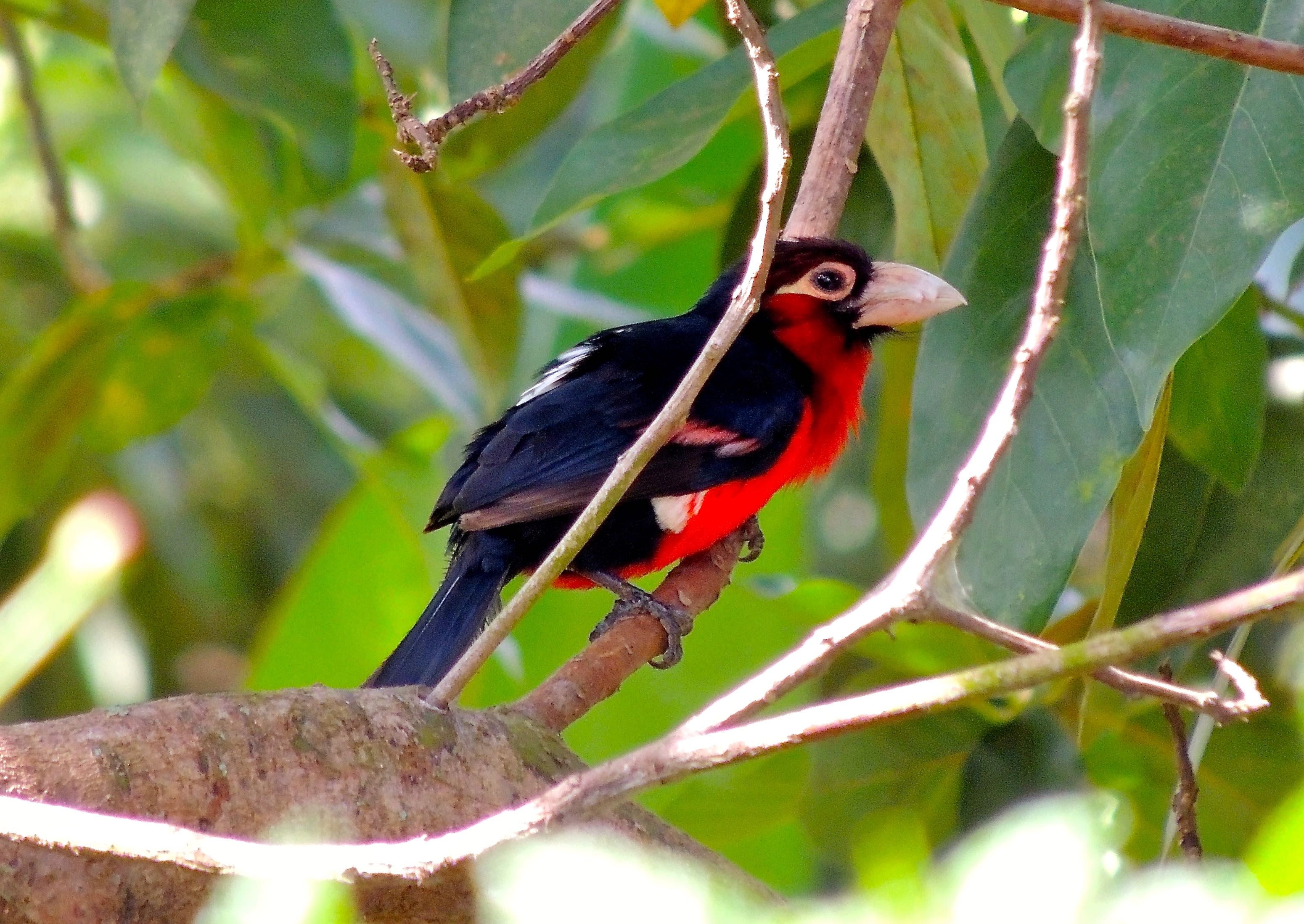 Double-toothed Barbet