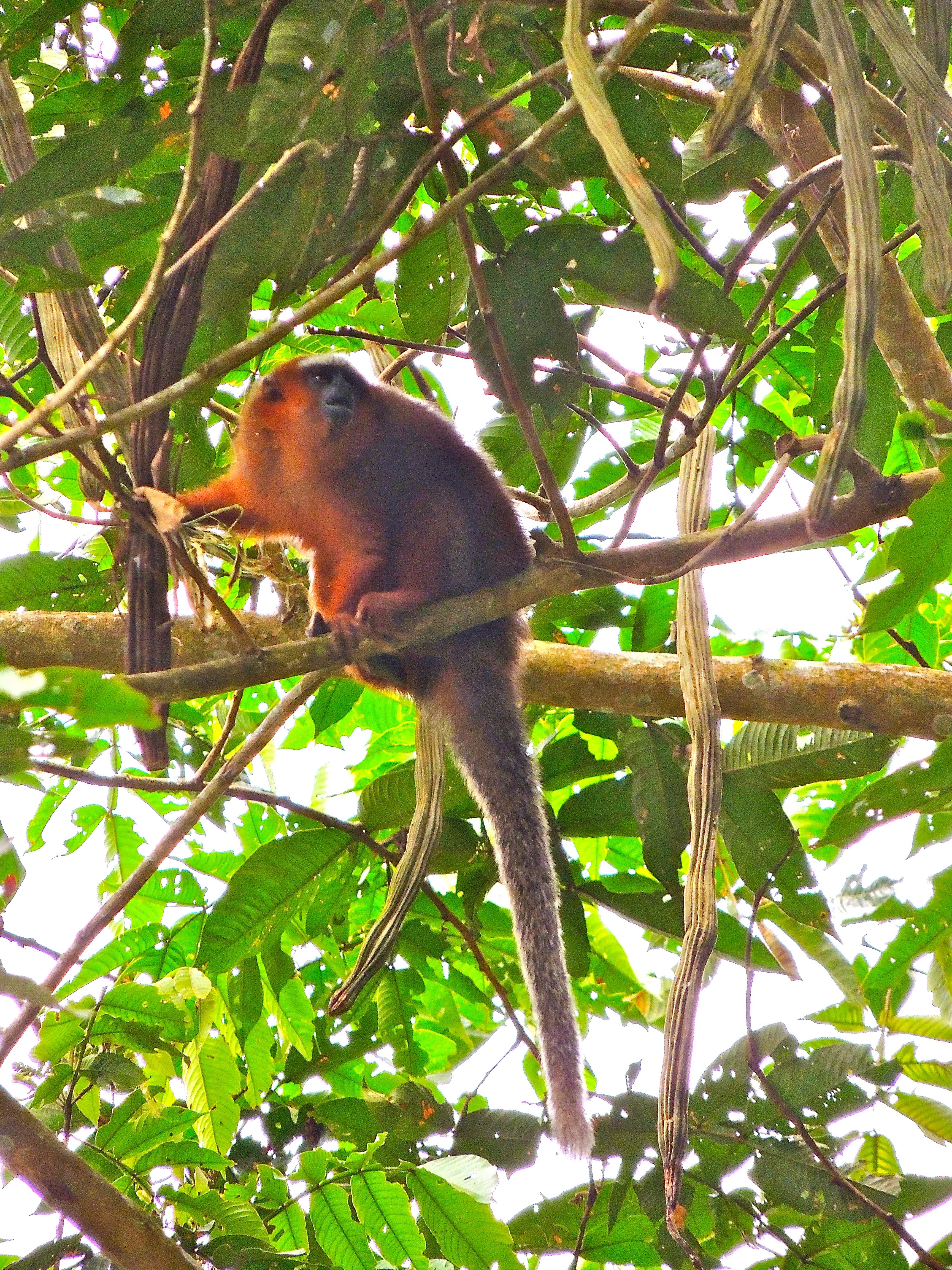 Dusky Titi Monkey