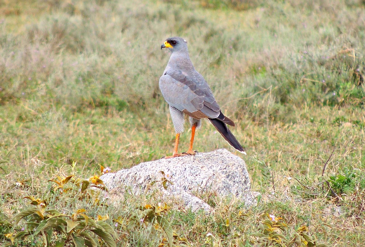 Eastern Chanting-Goshawk