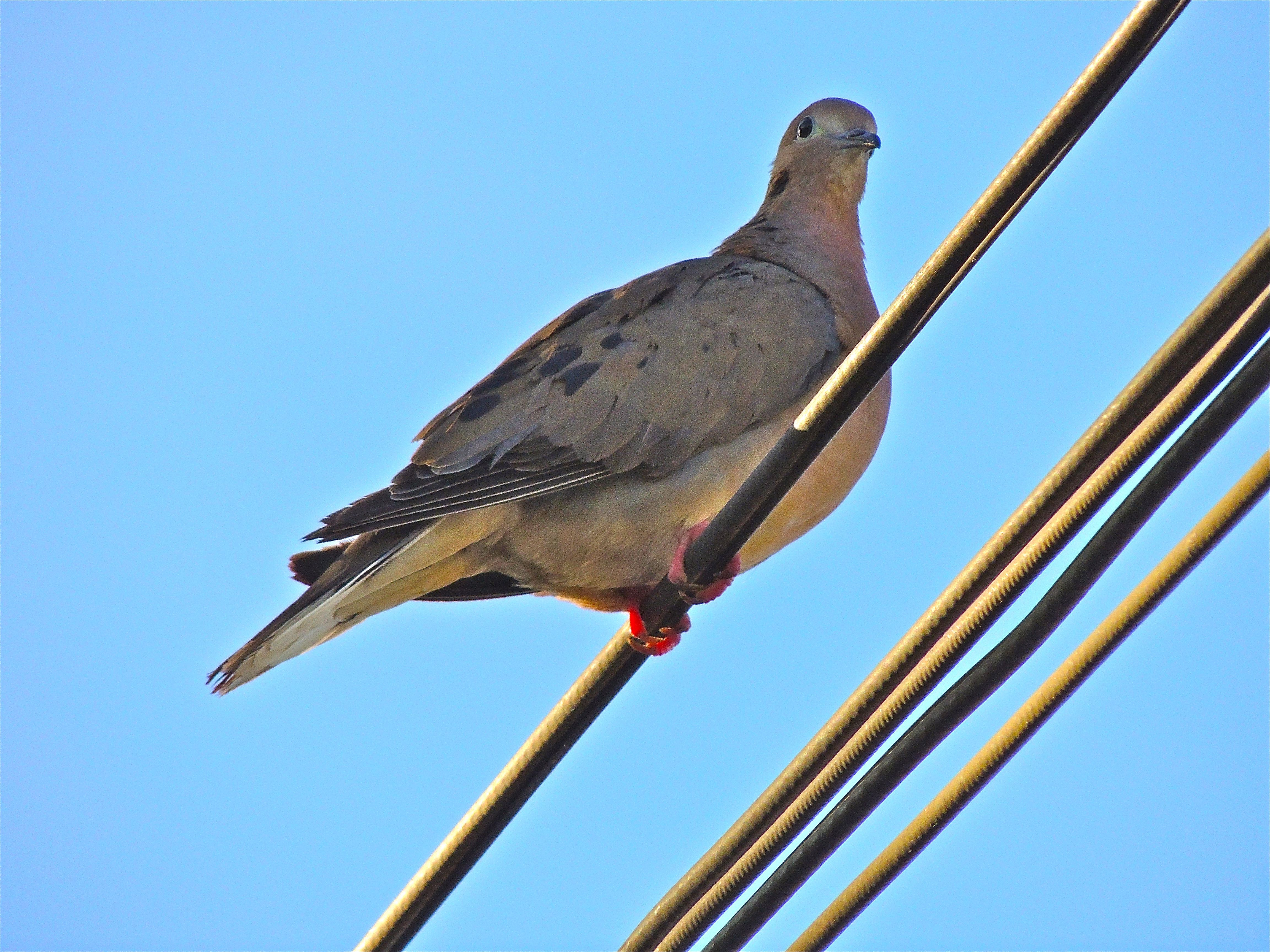 Eared Dove