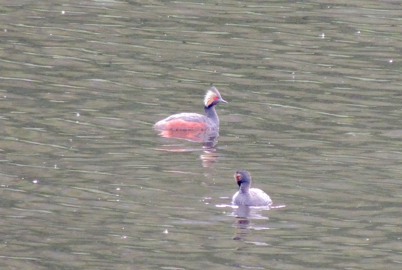 Eared Grebes