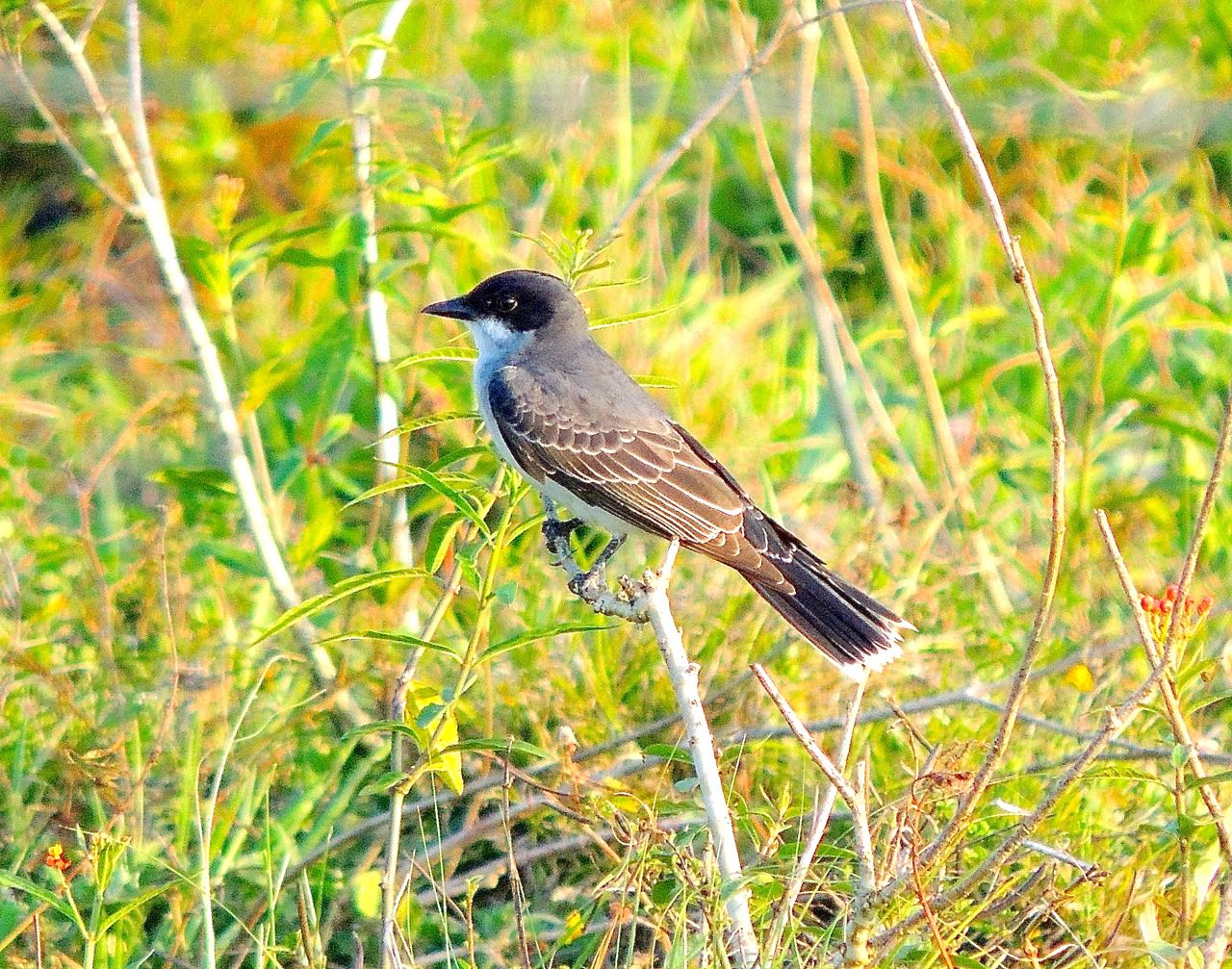 Eastern Kingbird