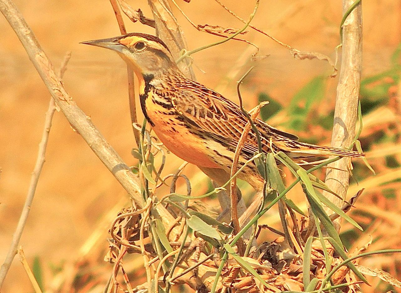 Eastern Meadowlark