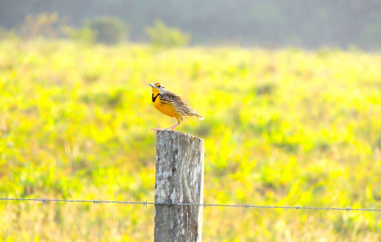 Eastern Meadowlark