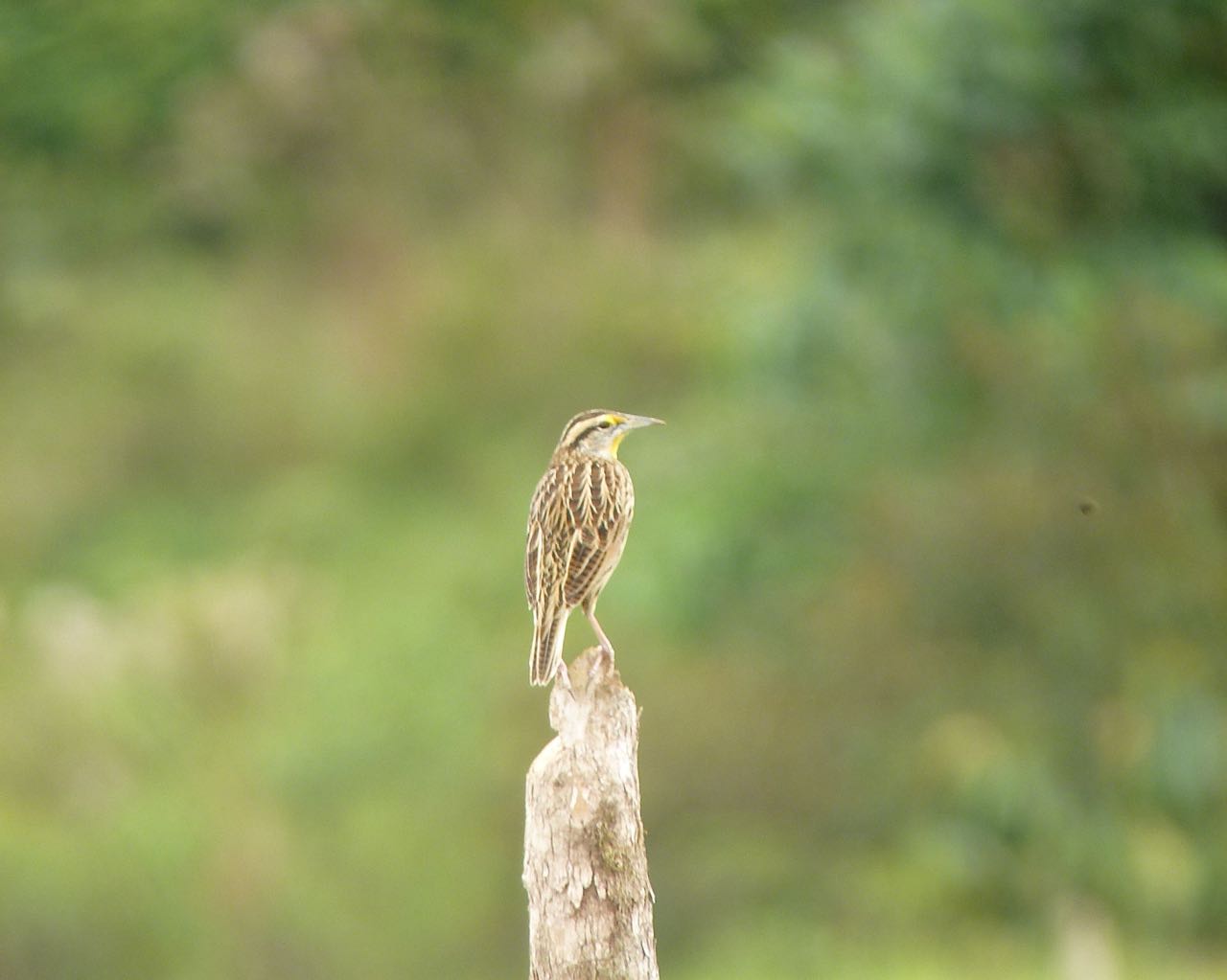 Eastern Meadowlark