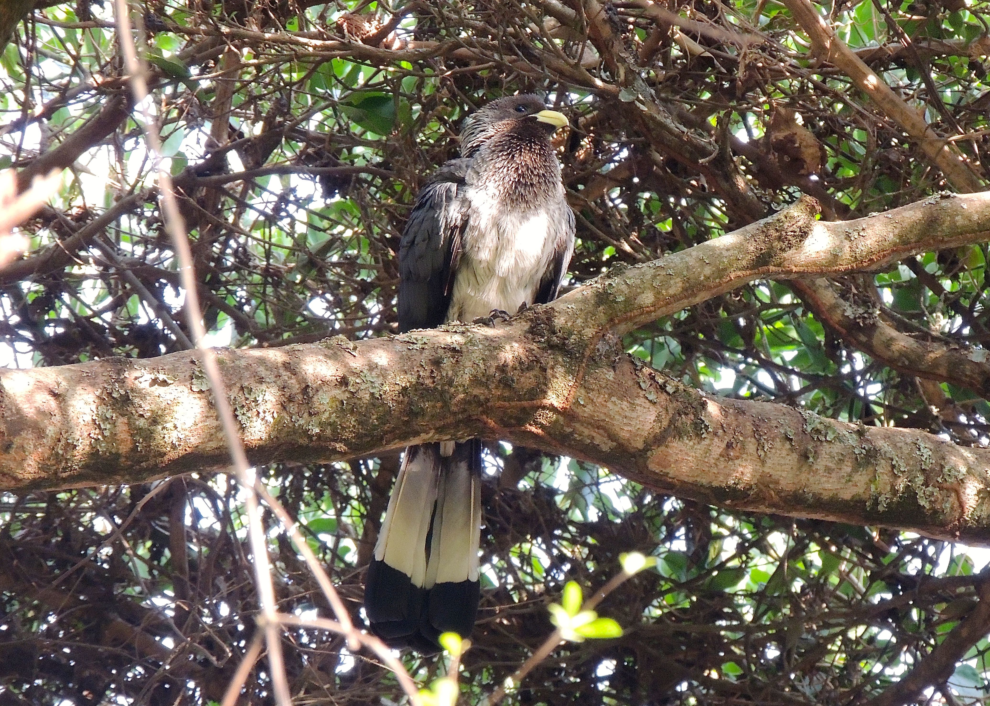 Eastern Plantain-eater