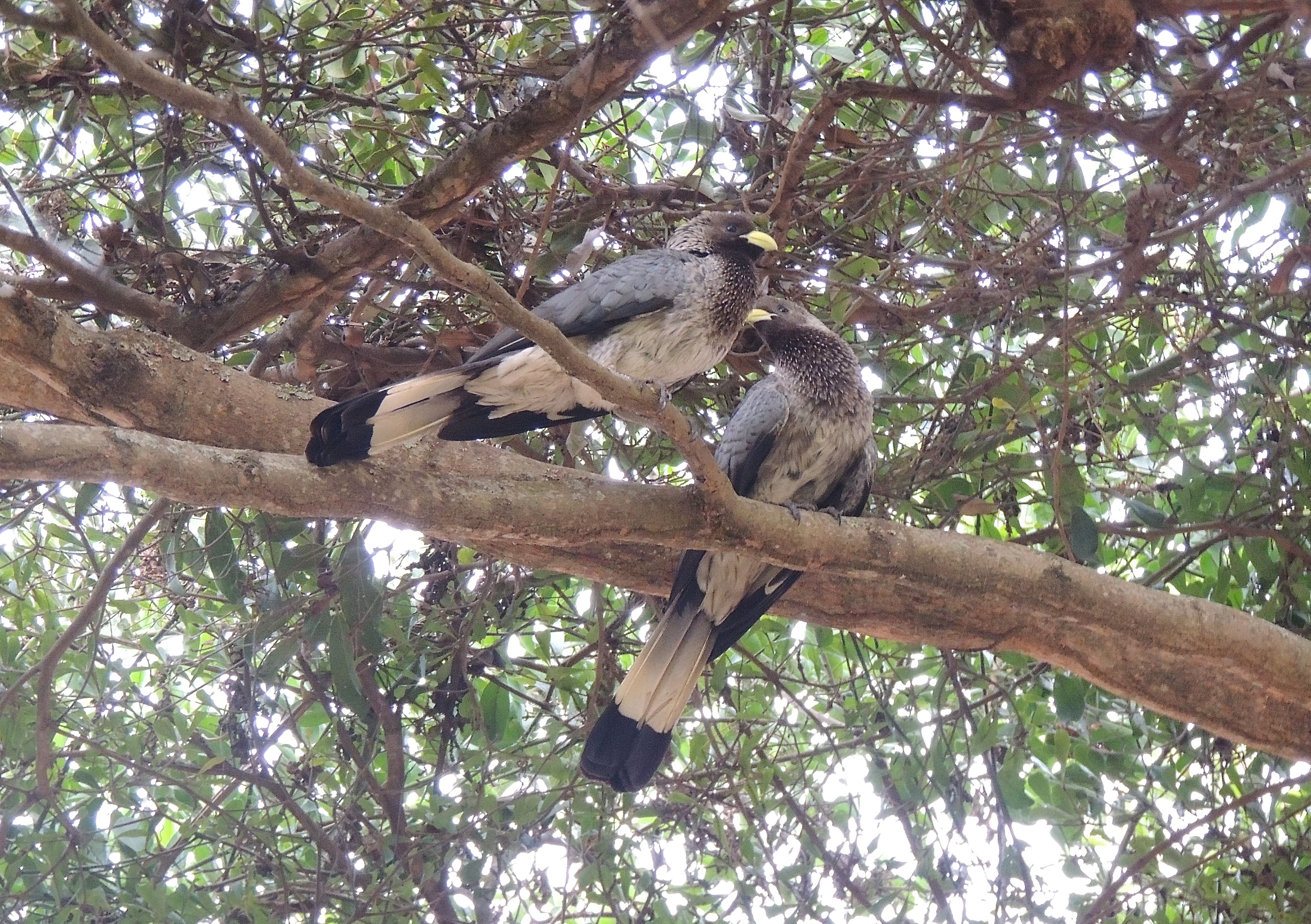 Eastern Plantain-eaters