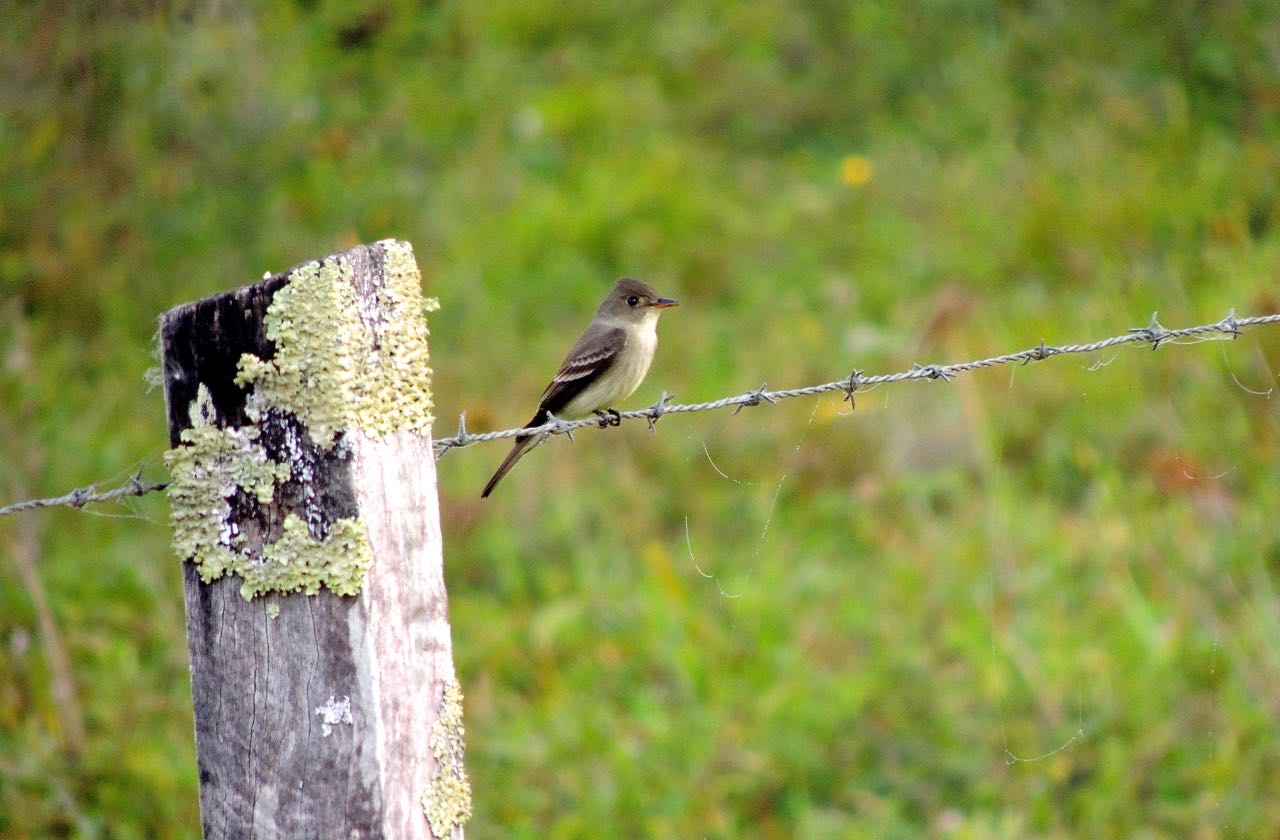 Eastern Wood-Pewee