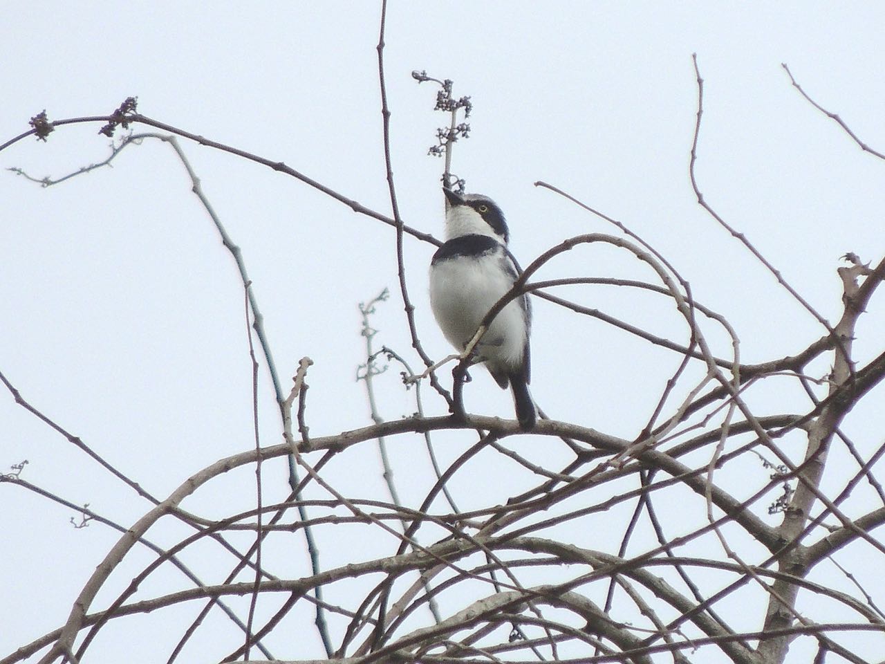 East Coast Batis