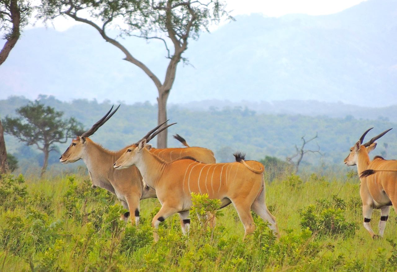 Common Elands