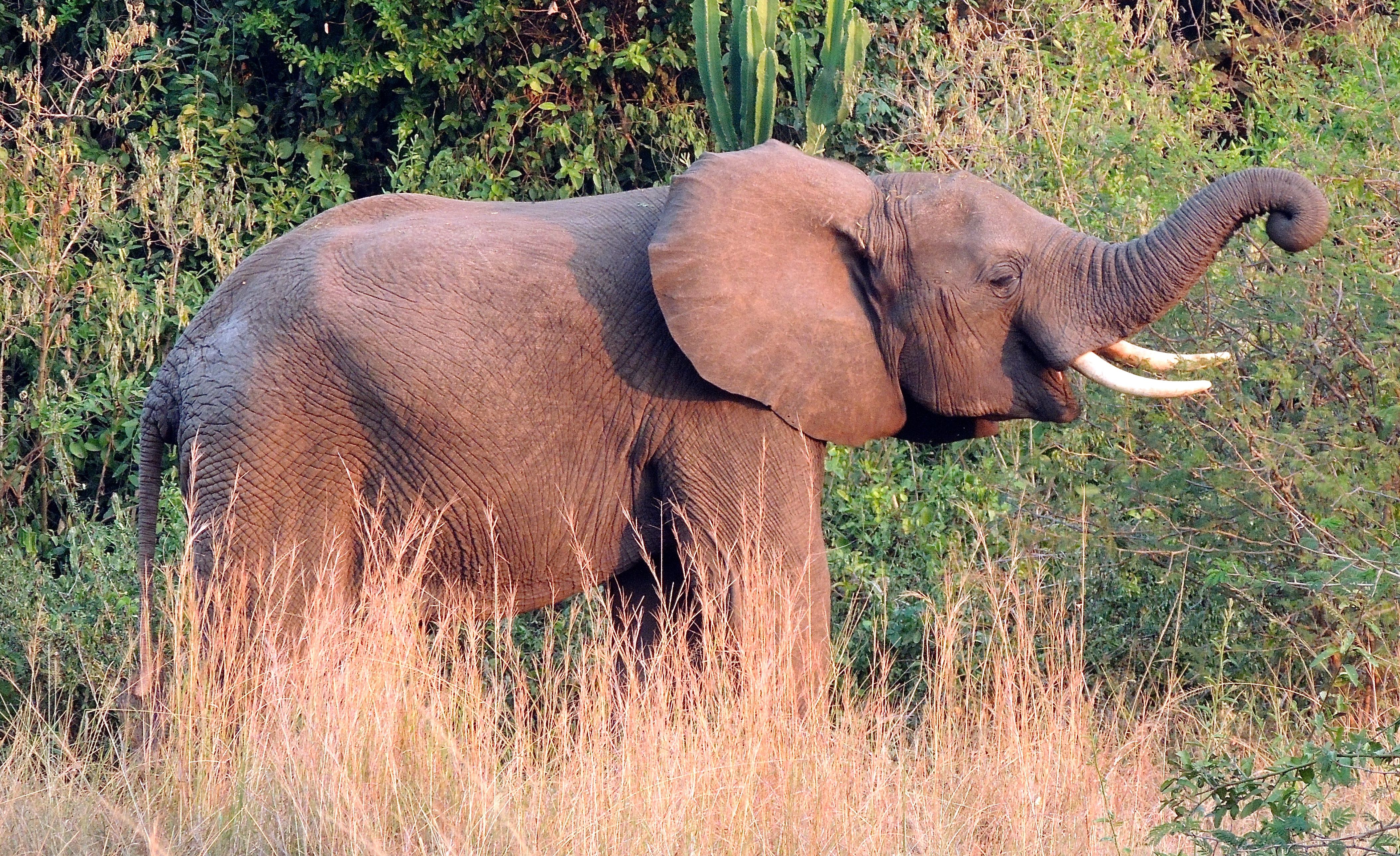 African Elephant