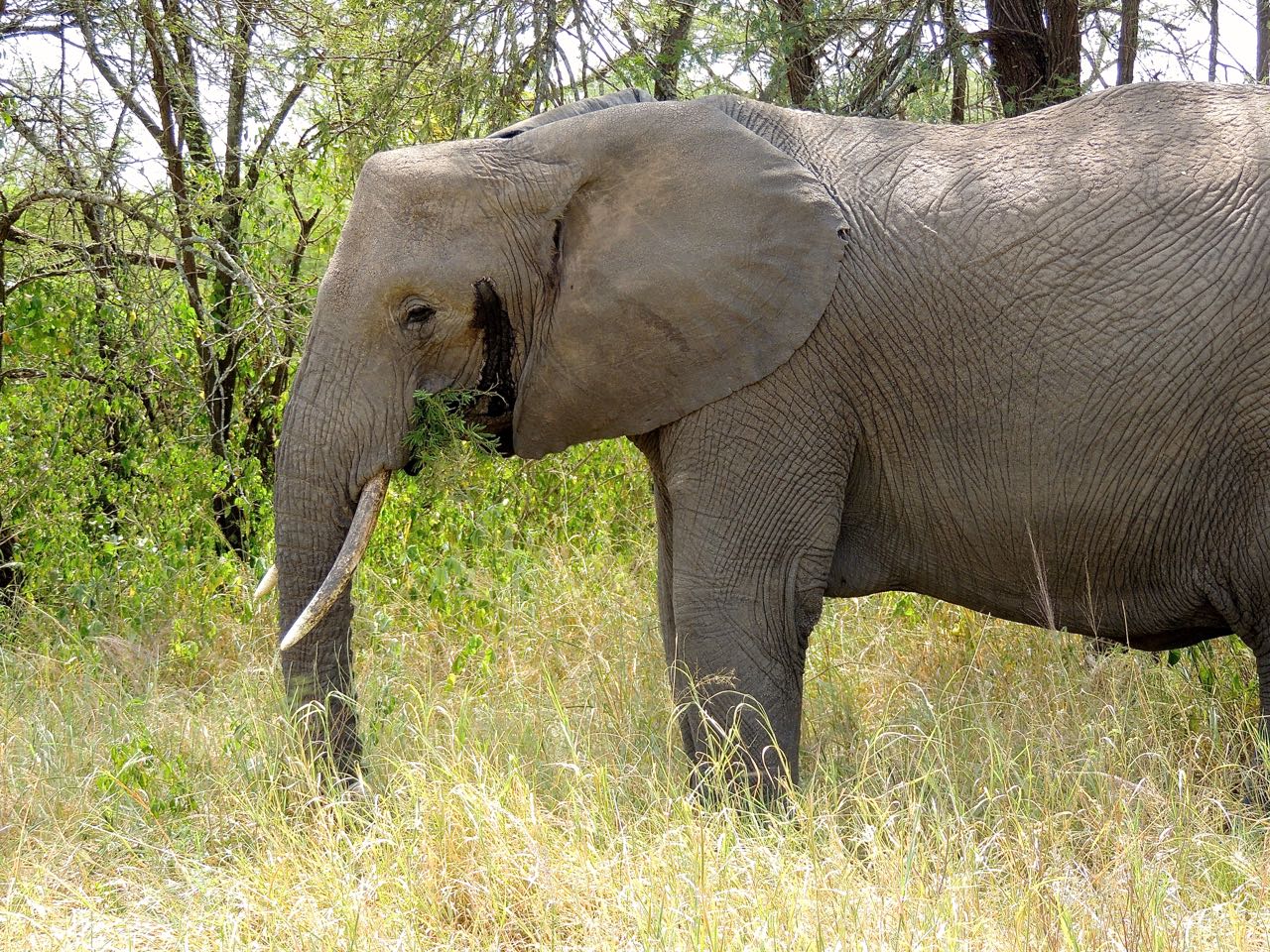 African Elephant