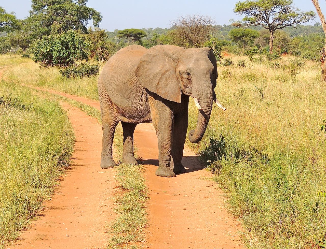 African Elephant