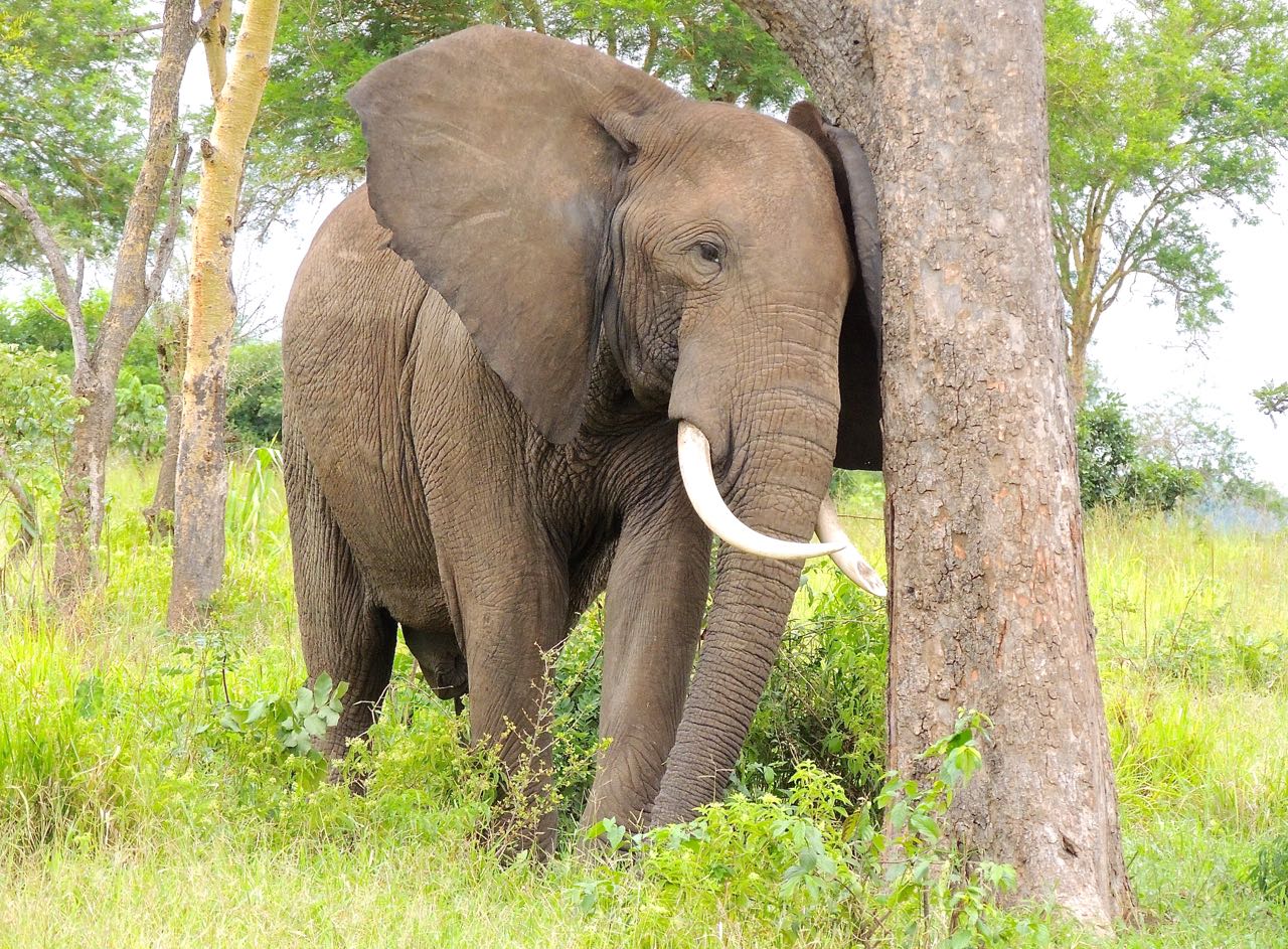 African Elephant