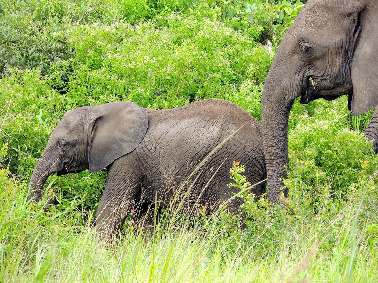 African Elephants