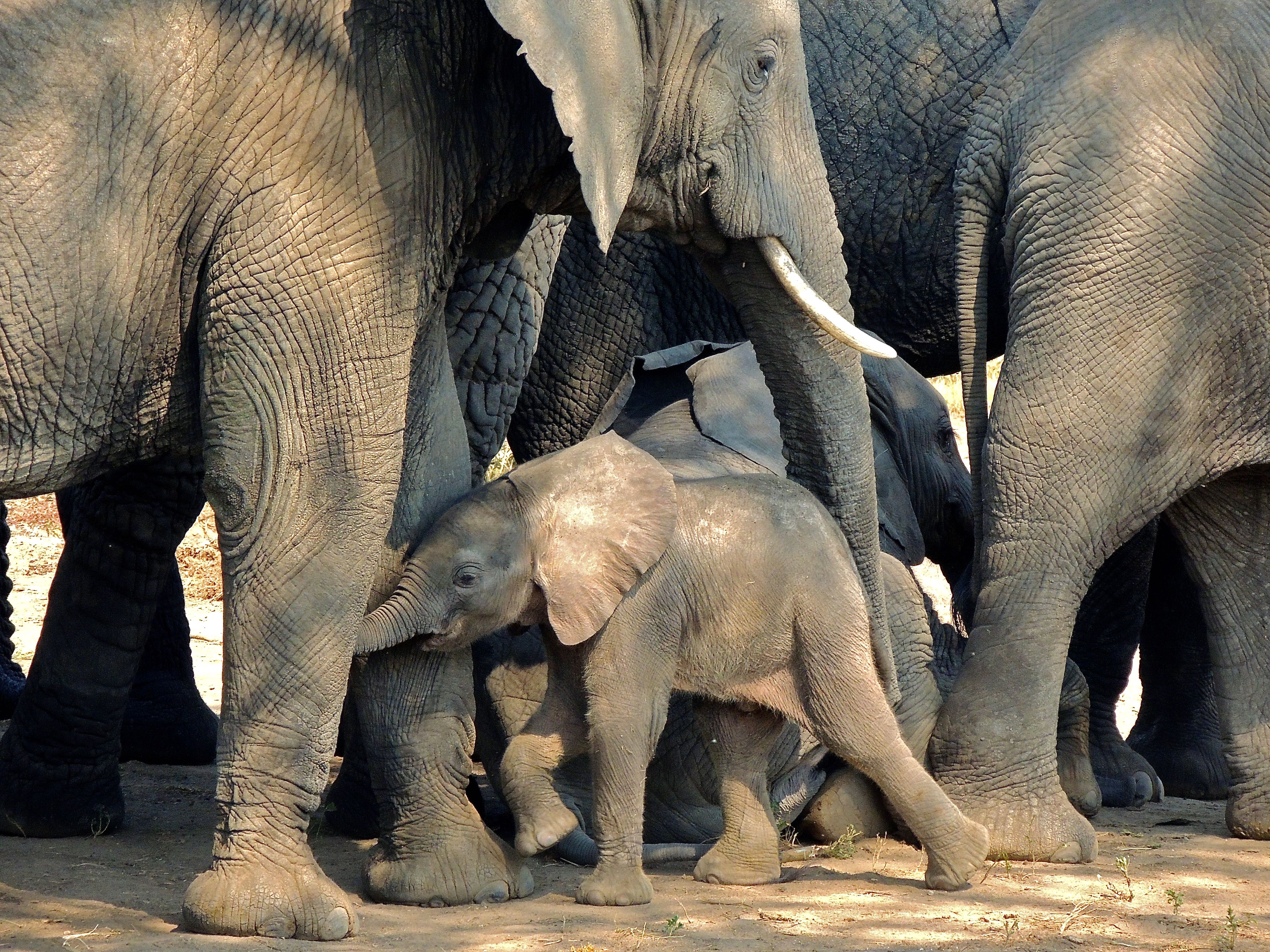 African Elephants