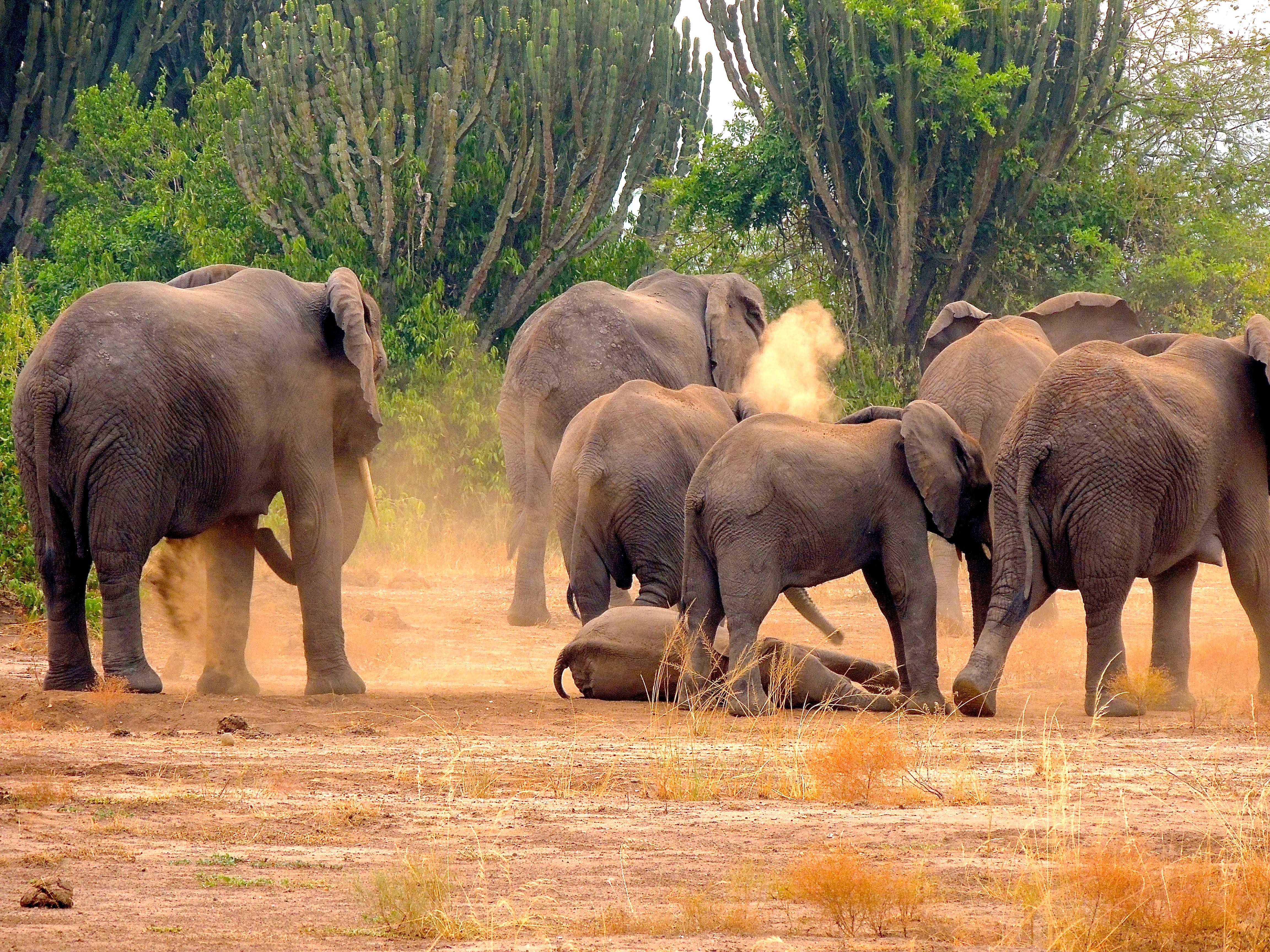 African Elephants