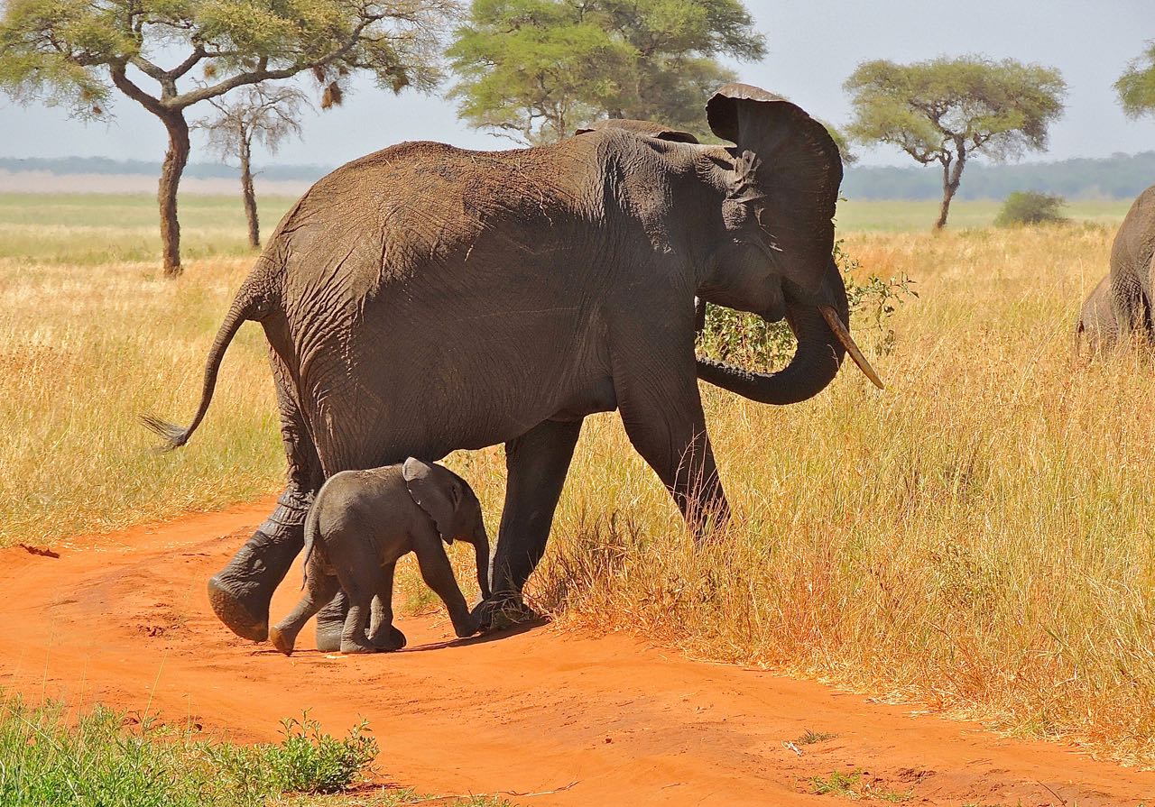 African Elephants