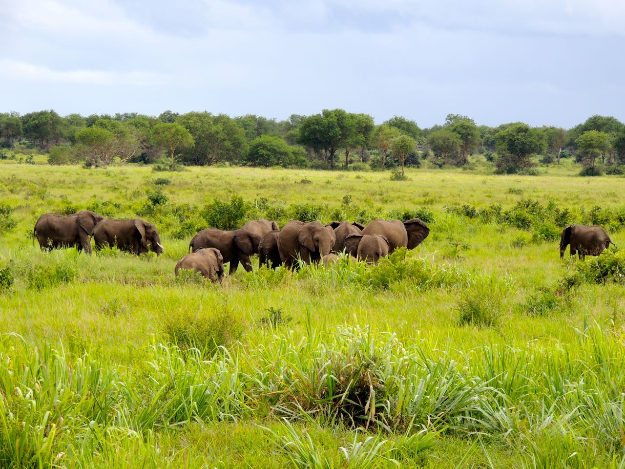 African Elephants