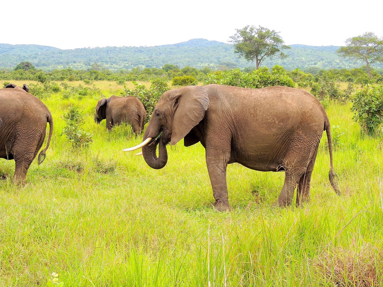 African Elephants