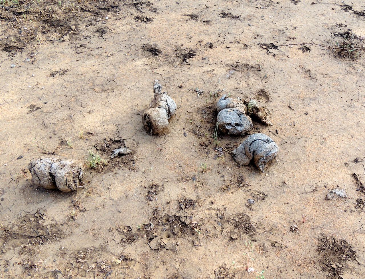 African Elephant Dung