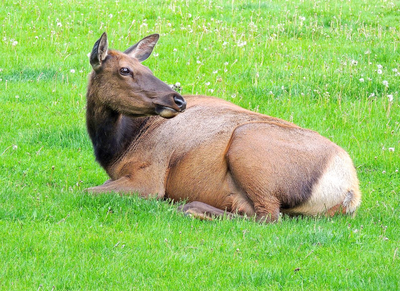 Female Elk