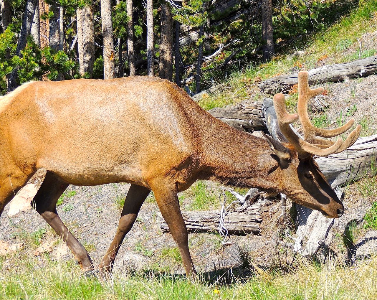 Male Elk