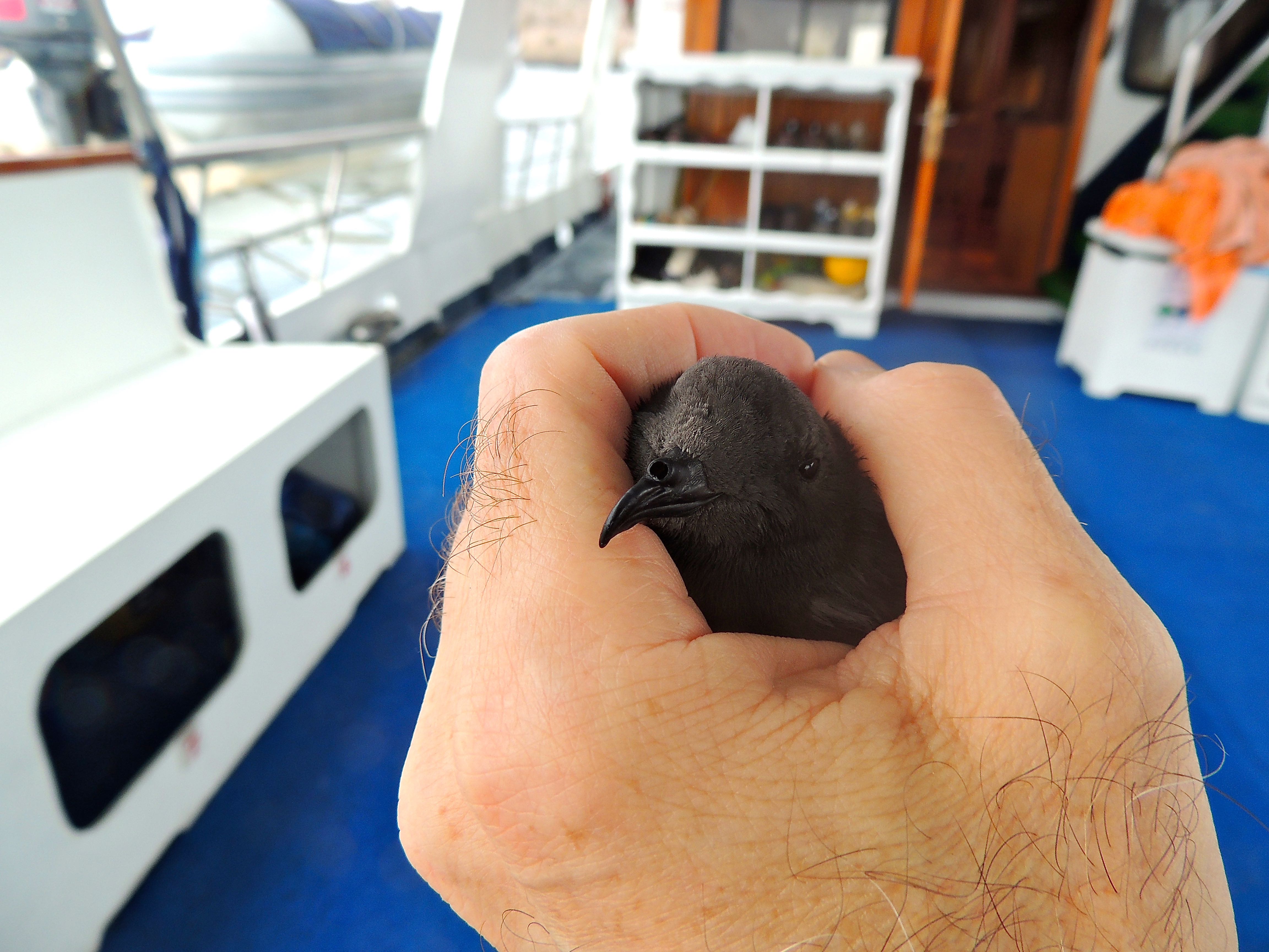 Elliot's Storm-Petrel