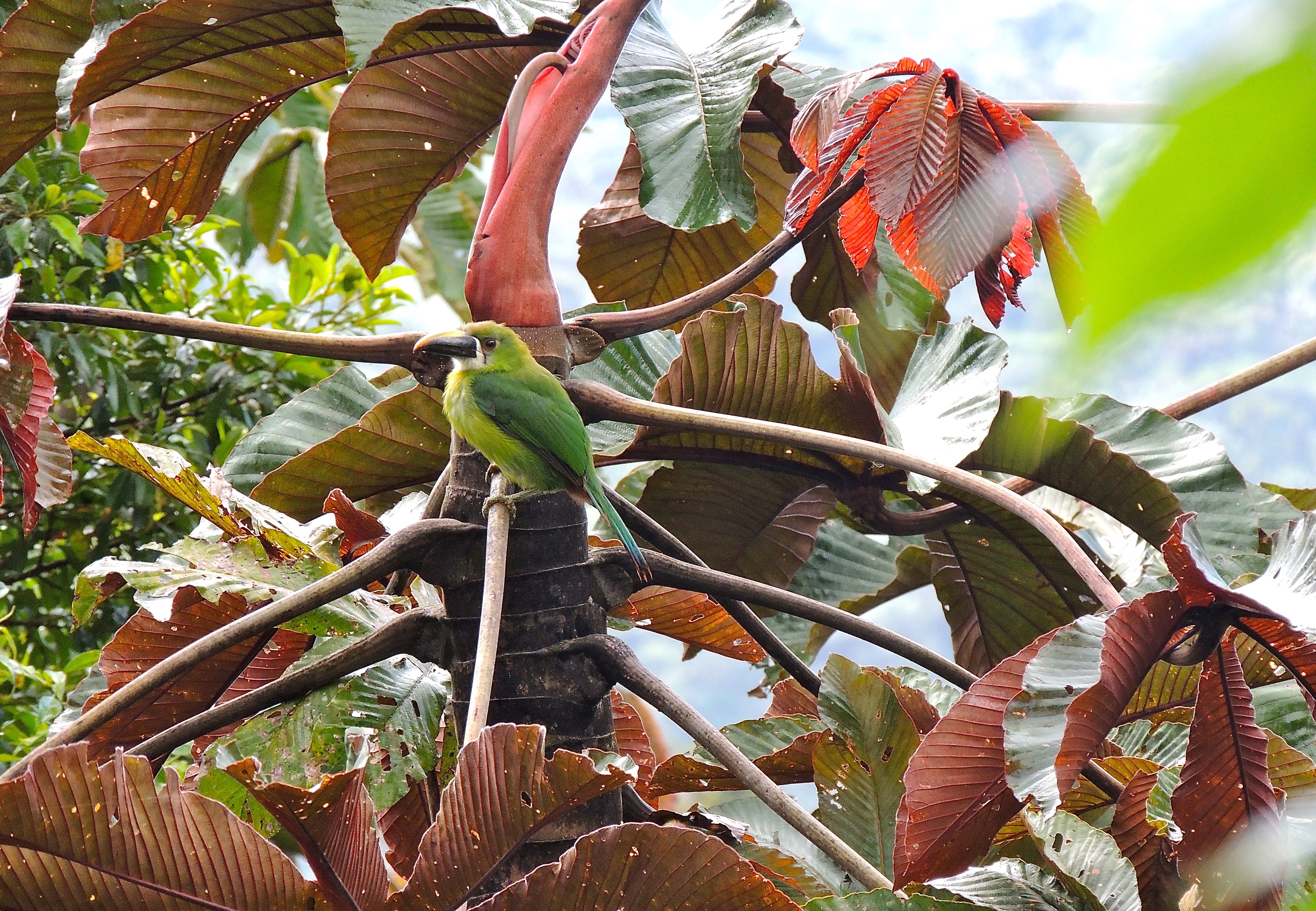 Emerald Toucanet