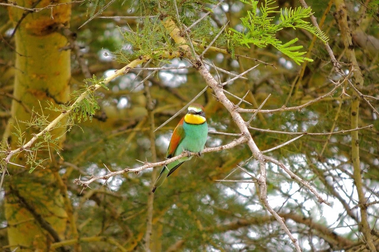 European Bee-eater