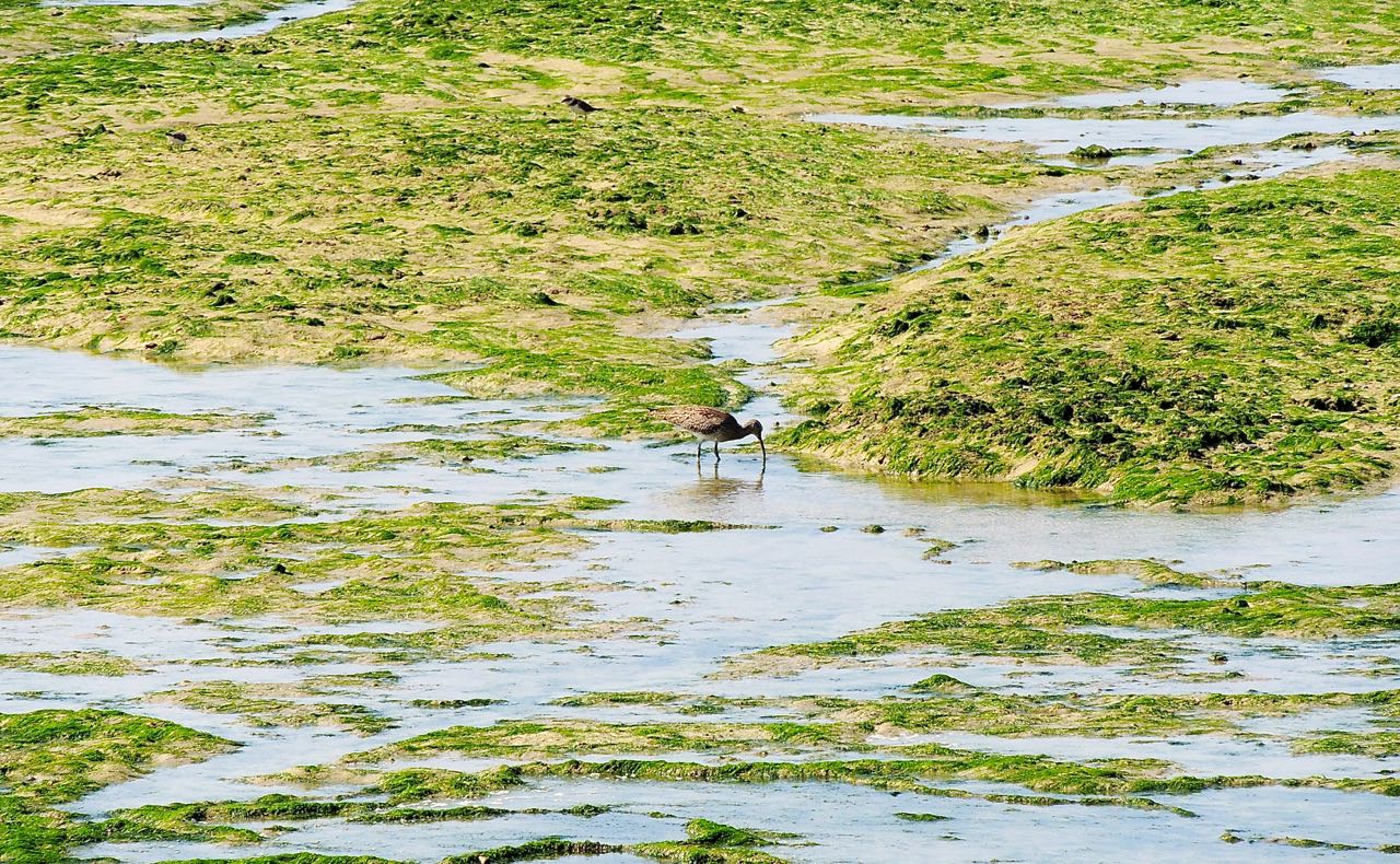 Eurasian Curlew