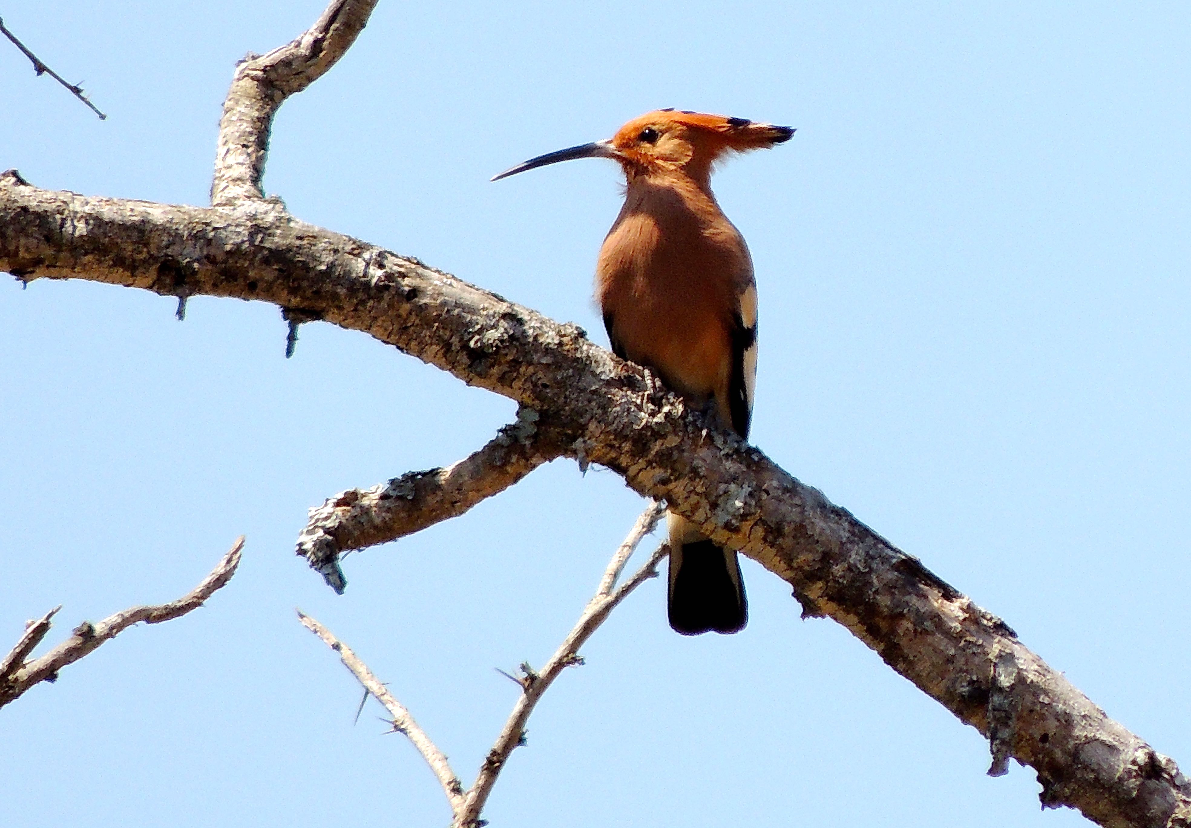 Eurasian Hoopoe