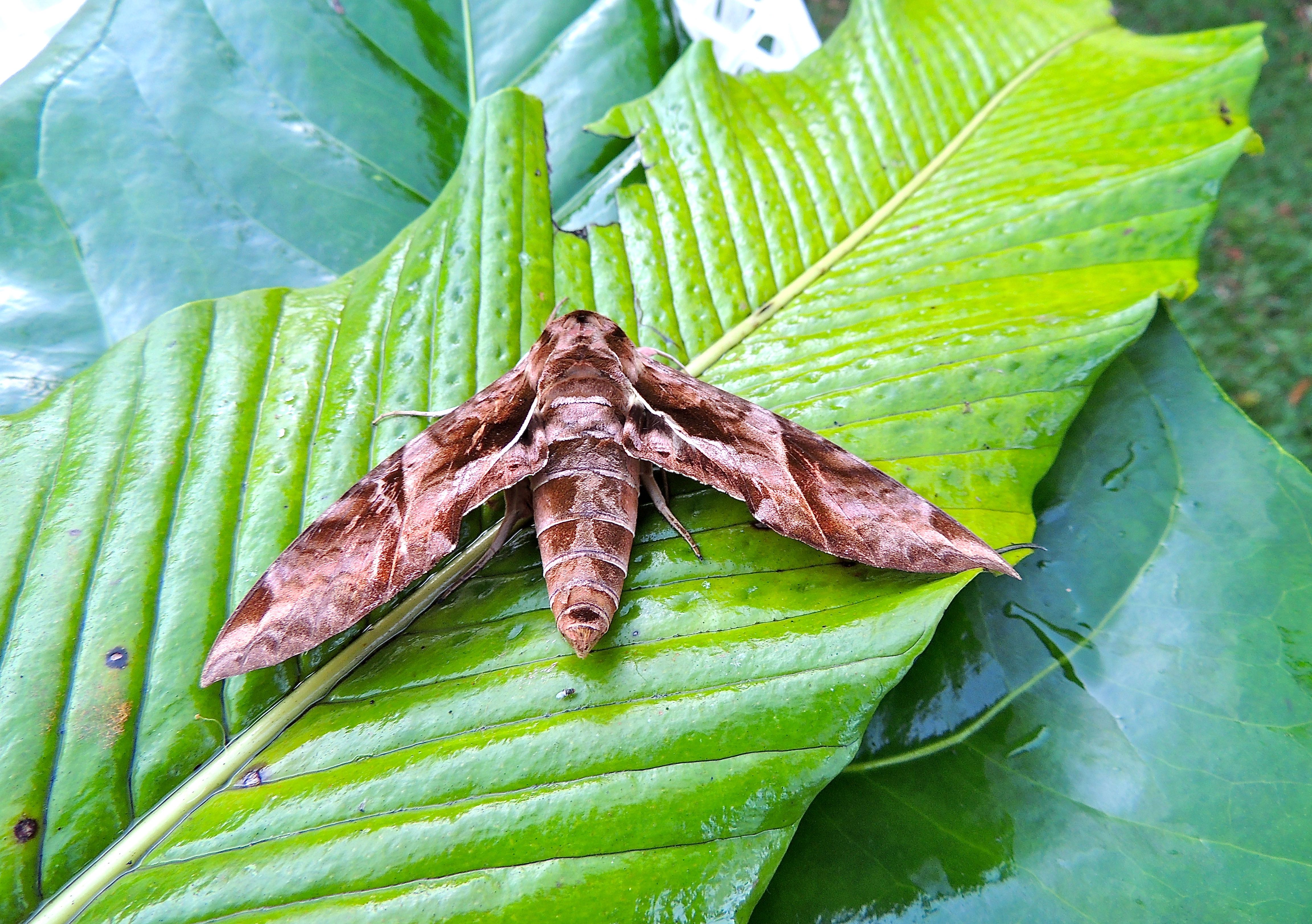 Eumorpha anchemolus