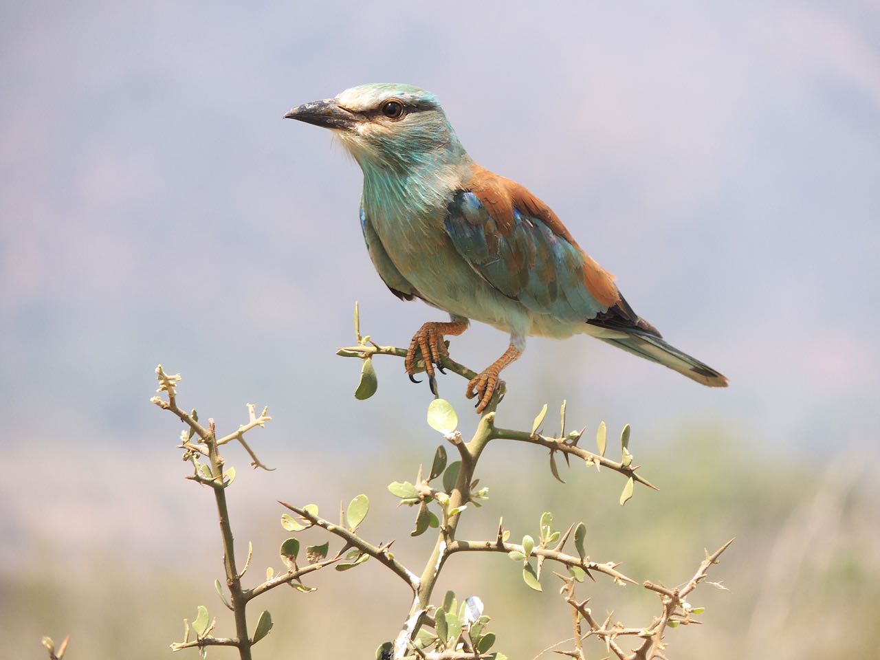 European Roller