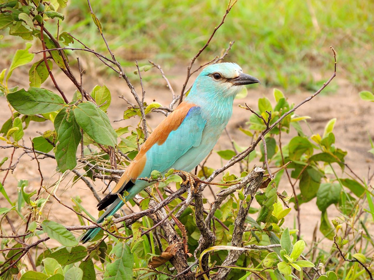 European Roller