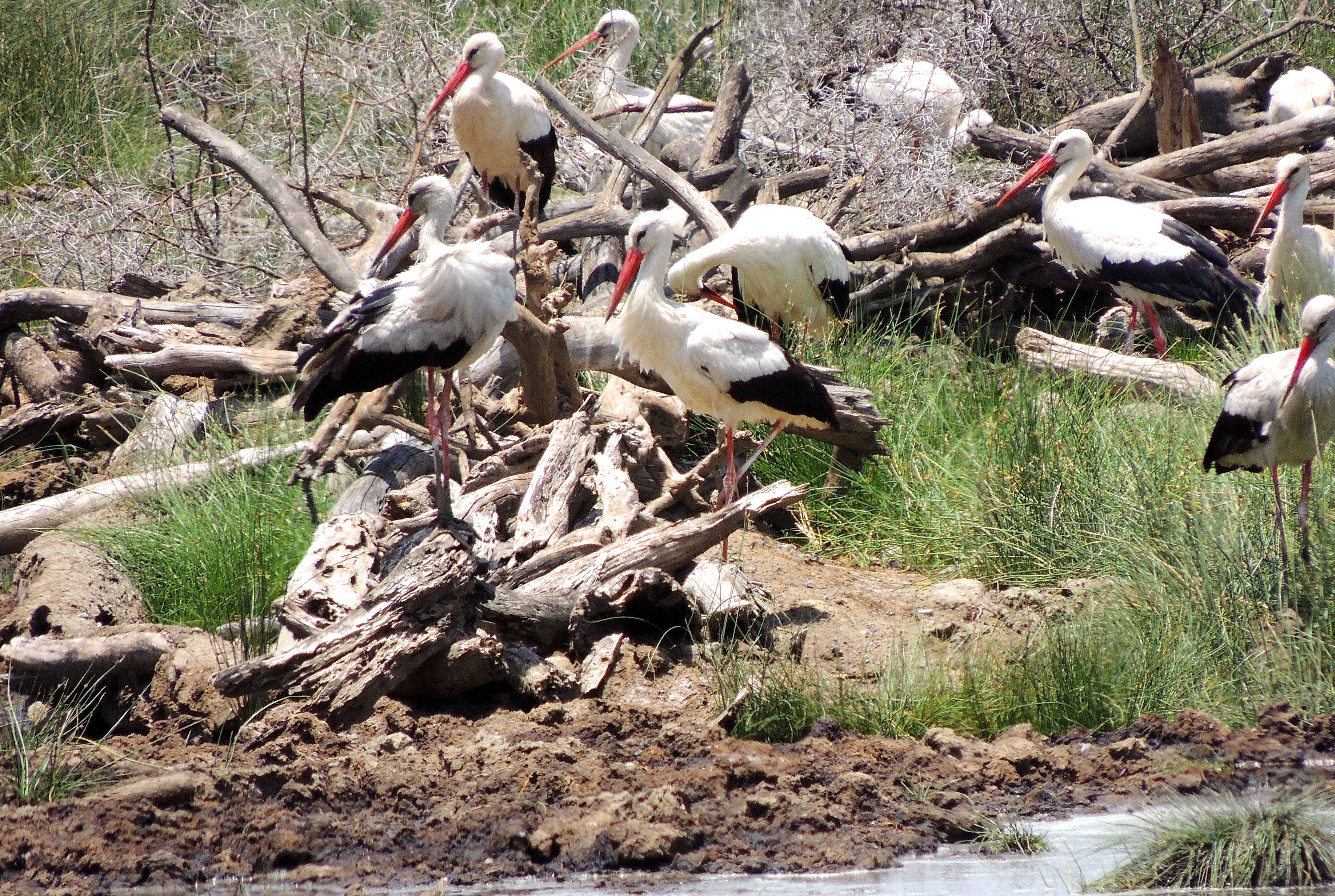 European White Storks