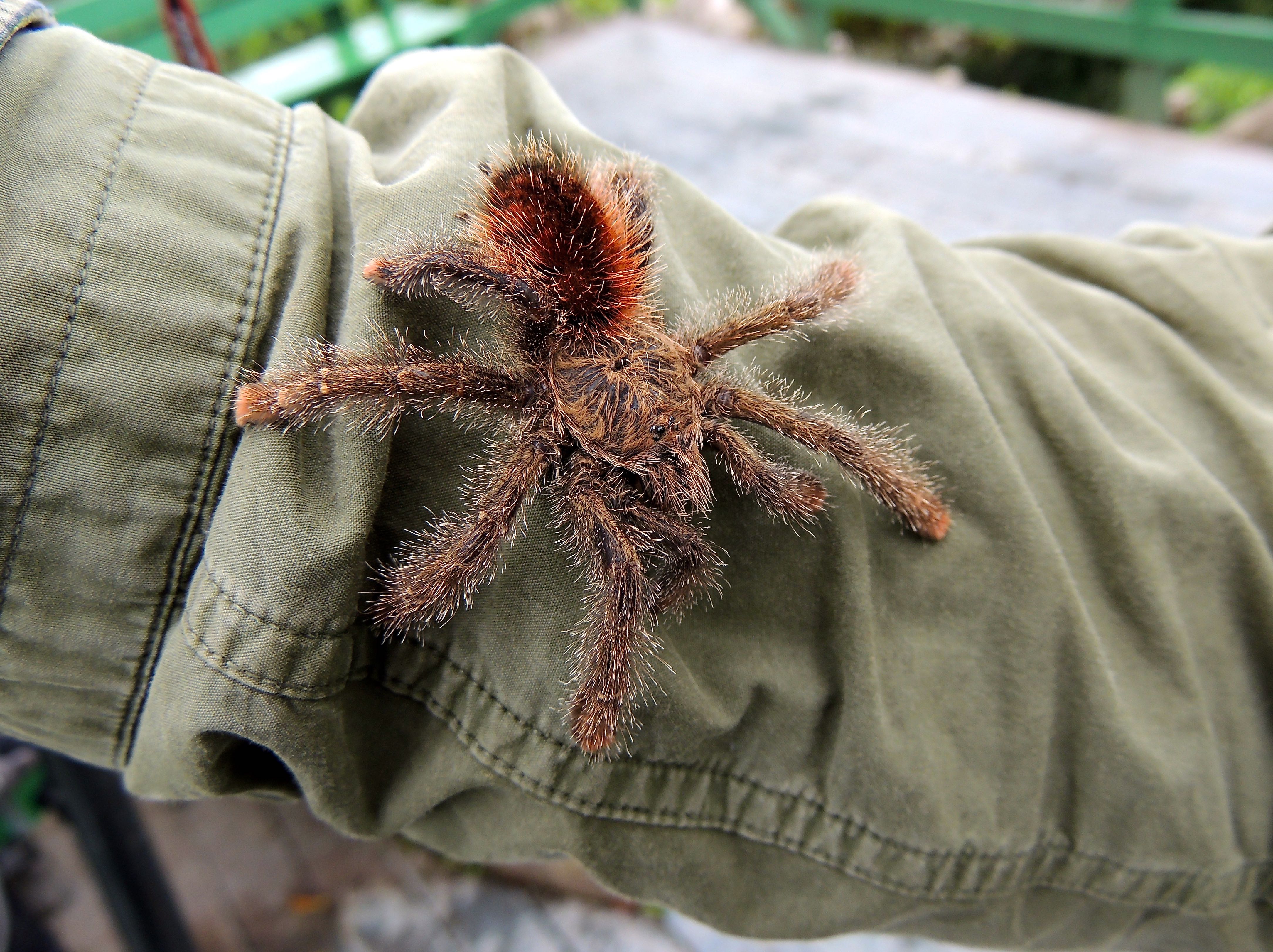 Ecuadorian Woolly Pinktoe Tarantula