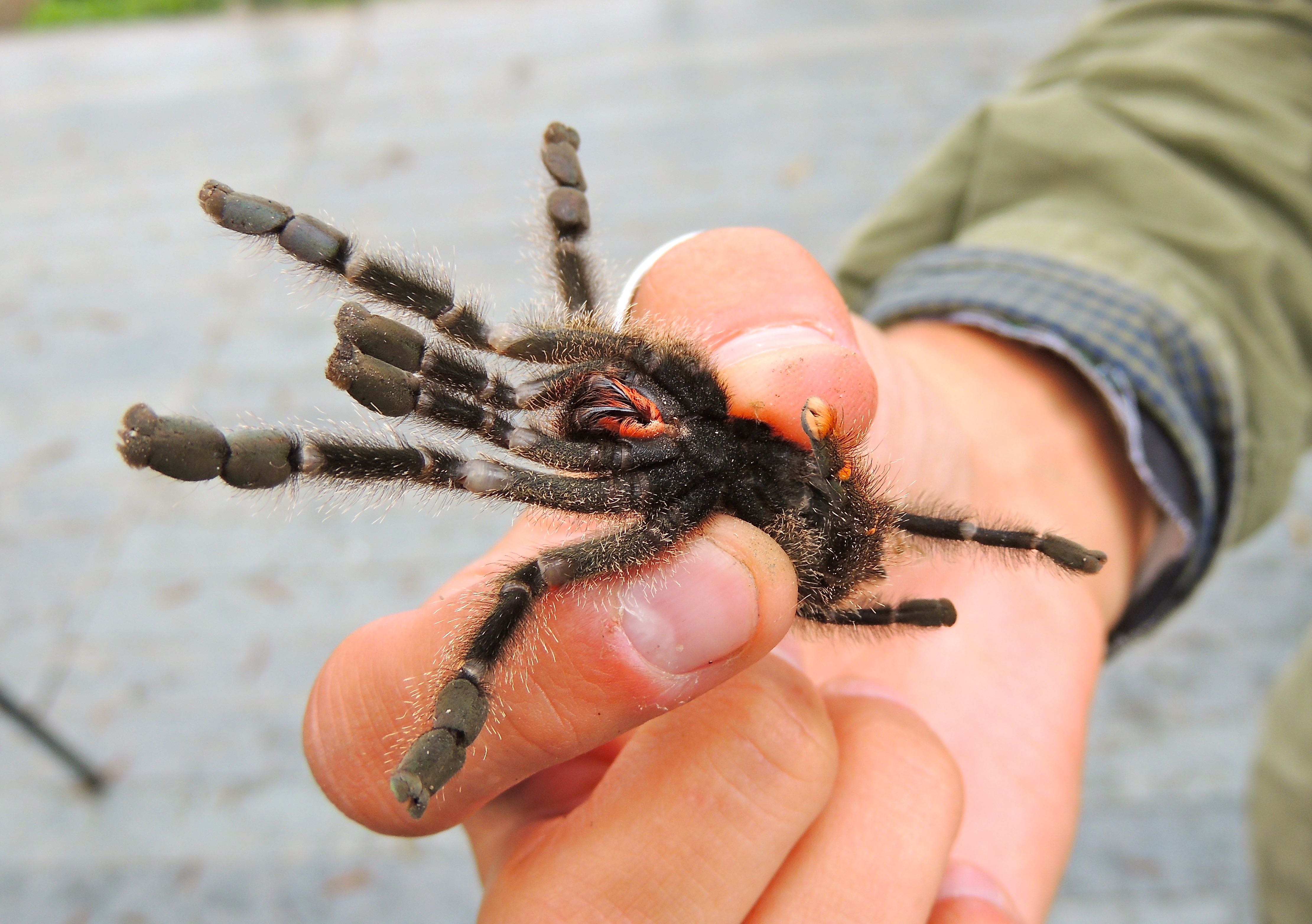 Ecuadorian Woolly Pinktoe Tarantula