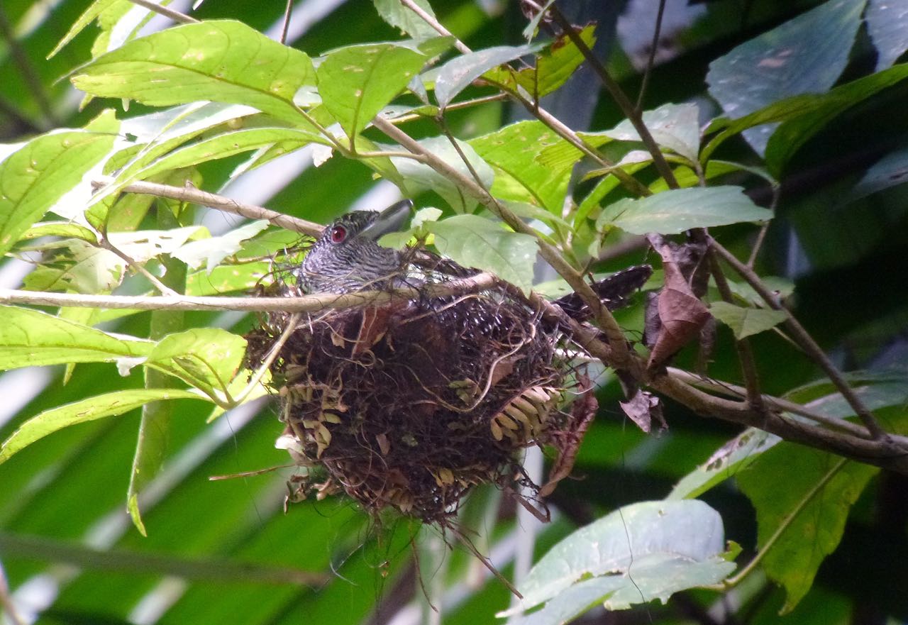 Fasciated Antshrike