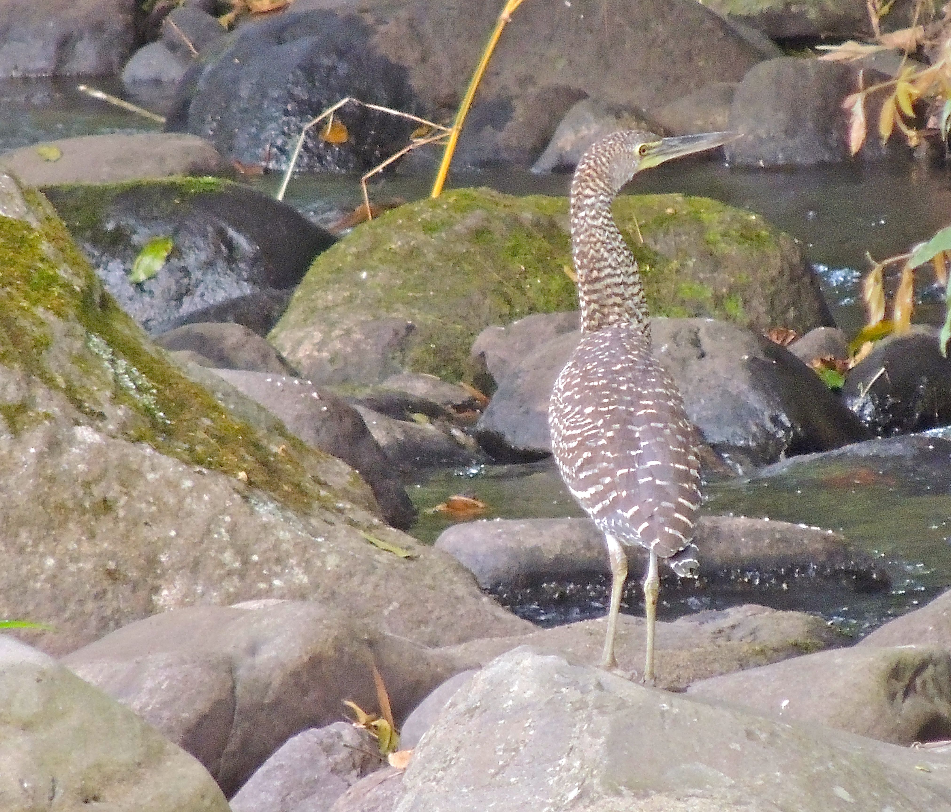 Fasciated Tiger-Heron