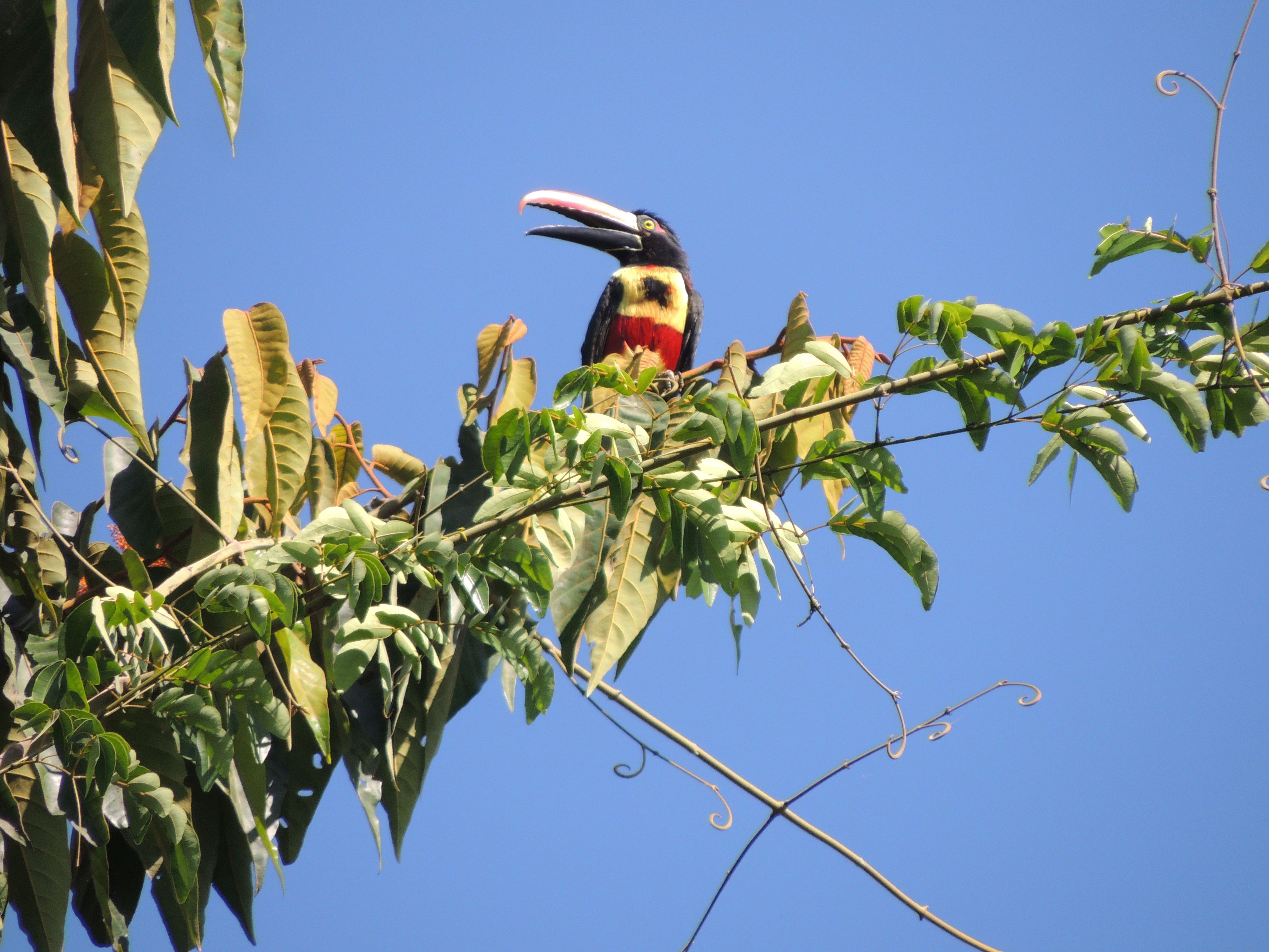 Fiery-billed Aracari