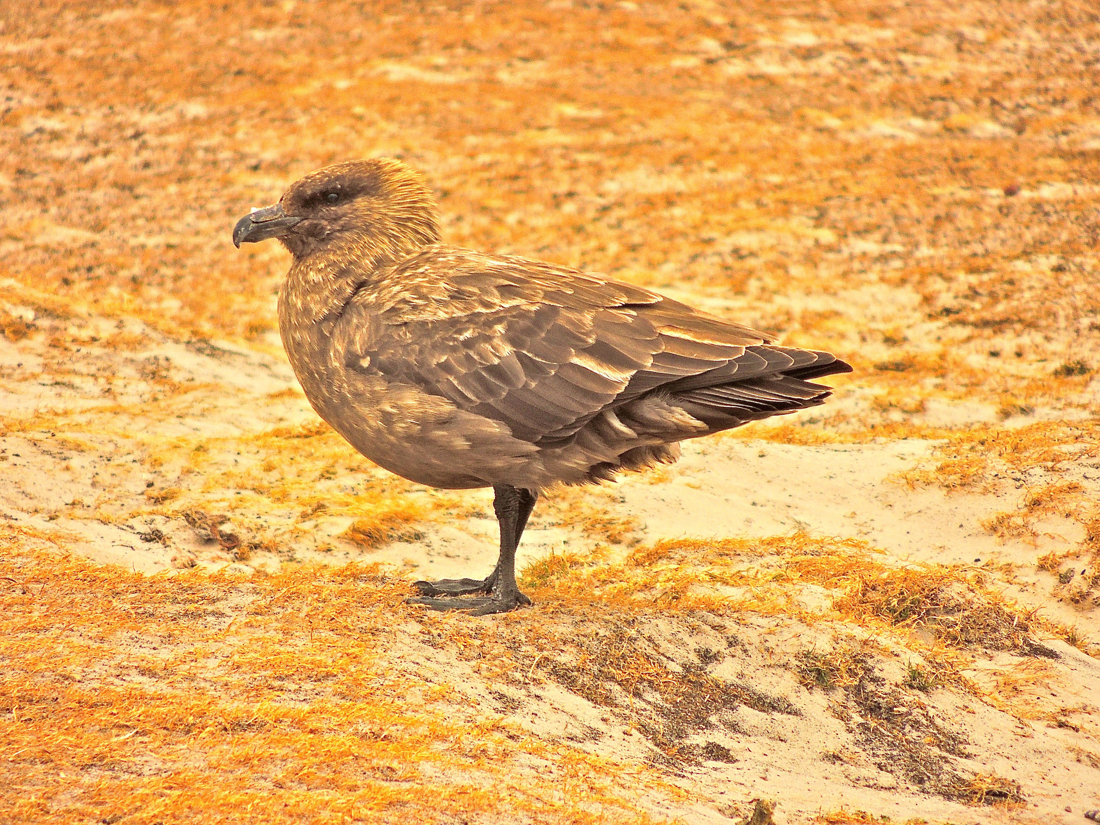 Falklands Brown Skua